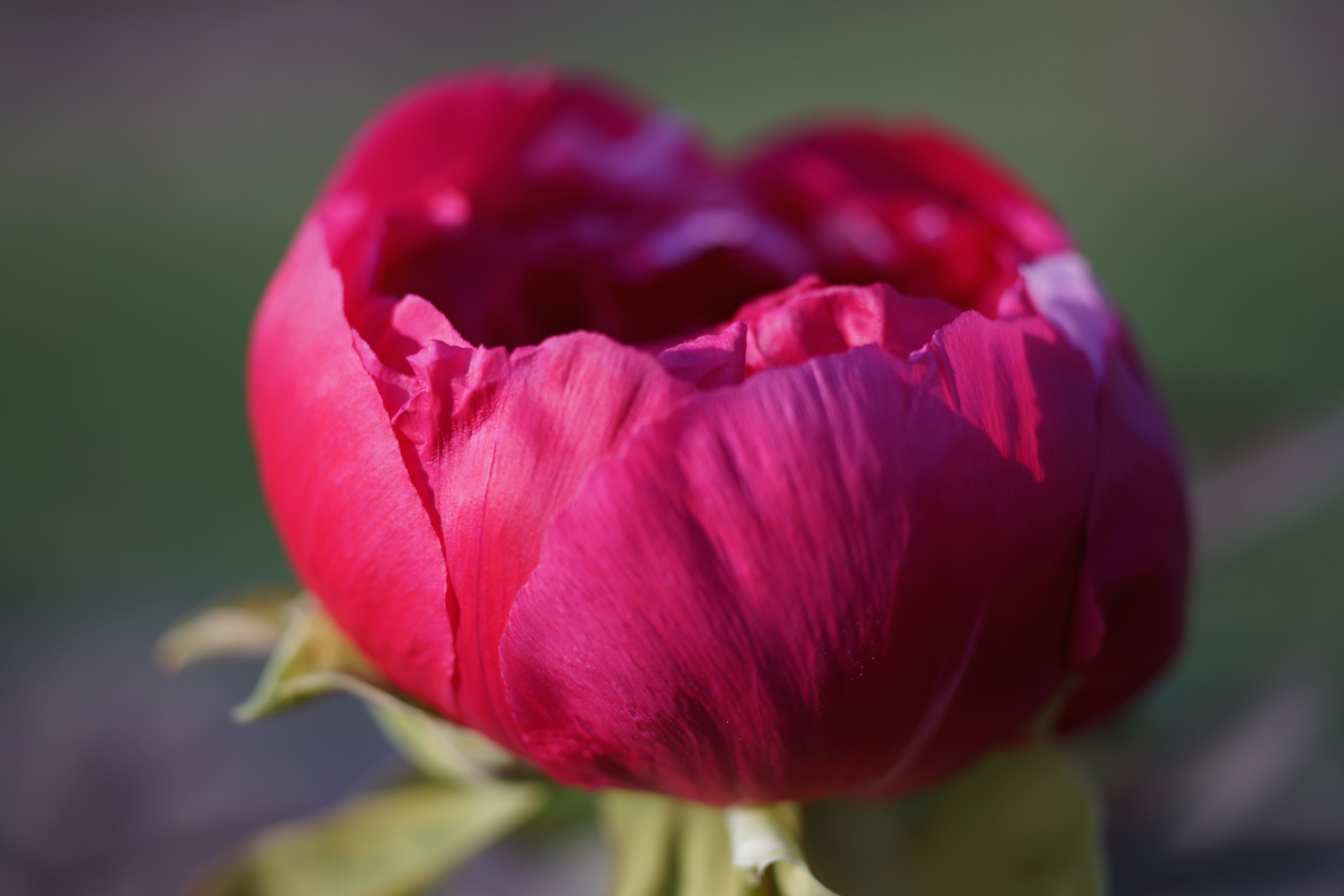 close, ILEC, カ, carl zeiss, red, beauty In Nature, nature, springtime, alpha7, pink Color, flower, 60mm, 5K, Peony, ラナ, petal, pink, ソニ, 東京, Makro-Planar, HD Wallpaper