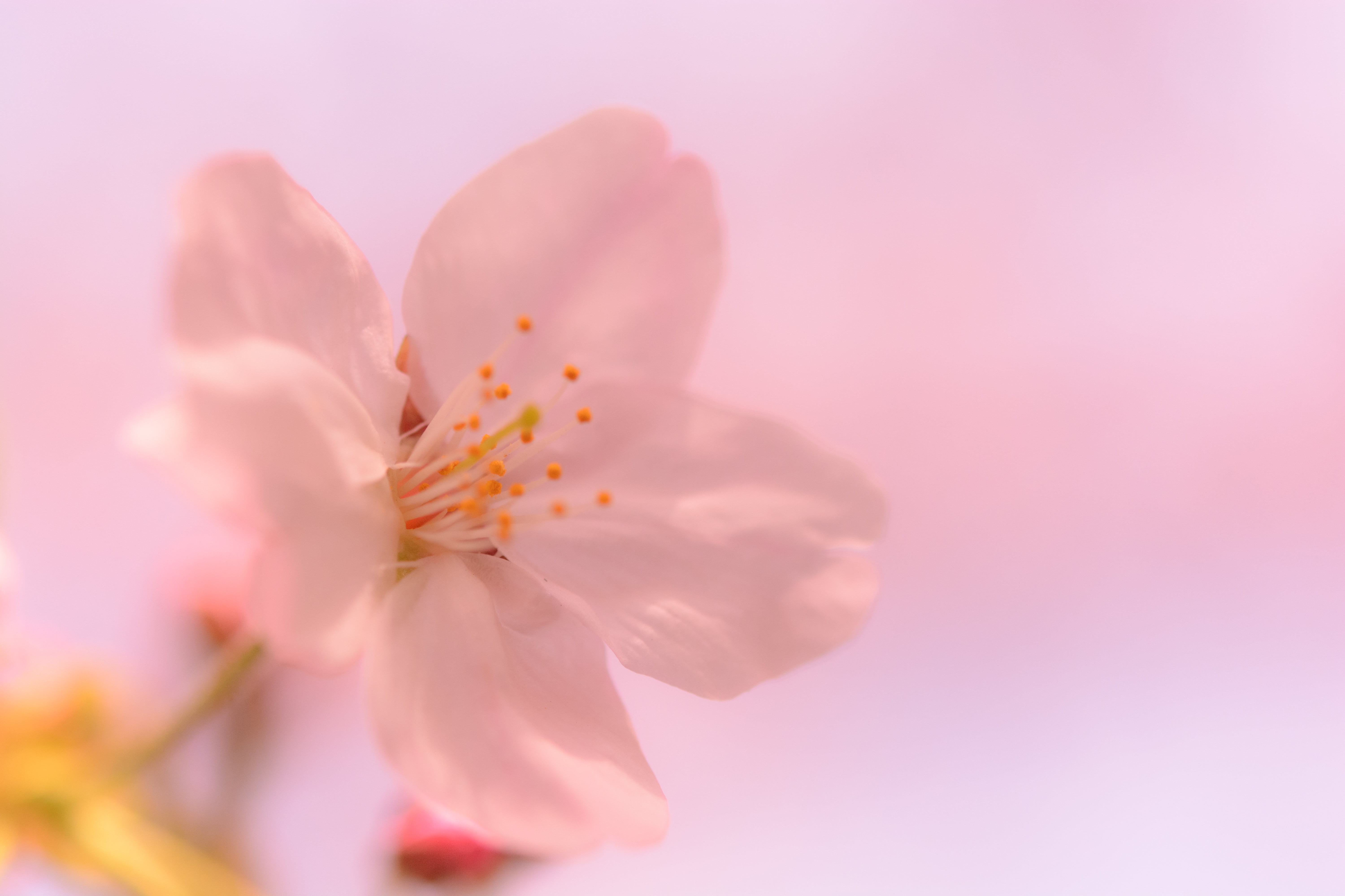 Kitanomaru Park, Cherry Blossom, flower, petal, fuchi, plant, blossom, NIKKOR, branch, D7100, Micro, photography, 5K, freshness, ga, springtime, close-up, HD Wallpaper
