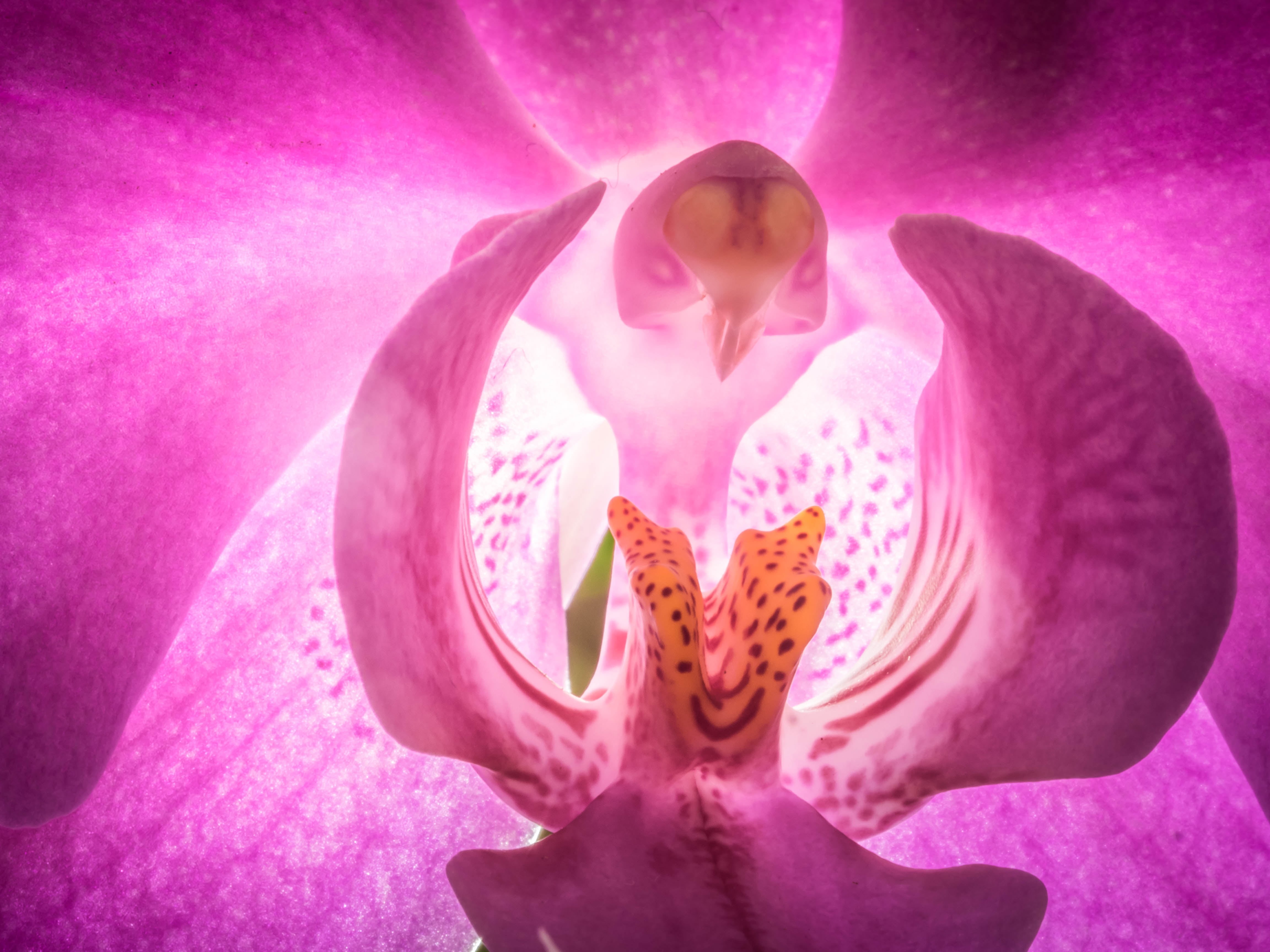 60mm, bird, turtle, arial, 4K, faces, micro 4/3, Favorites, Michigan, flowers, mirrorless, face, Olympus, F2.8, color, closeup photography, pink, Orchid, HD Wallpaper