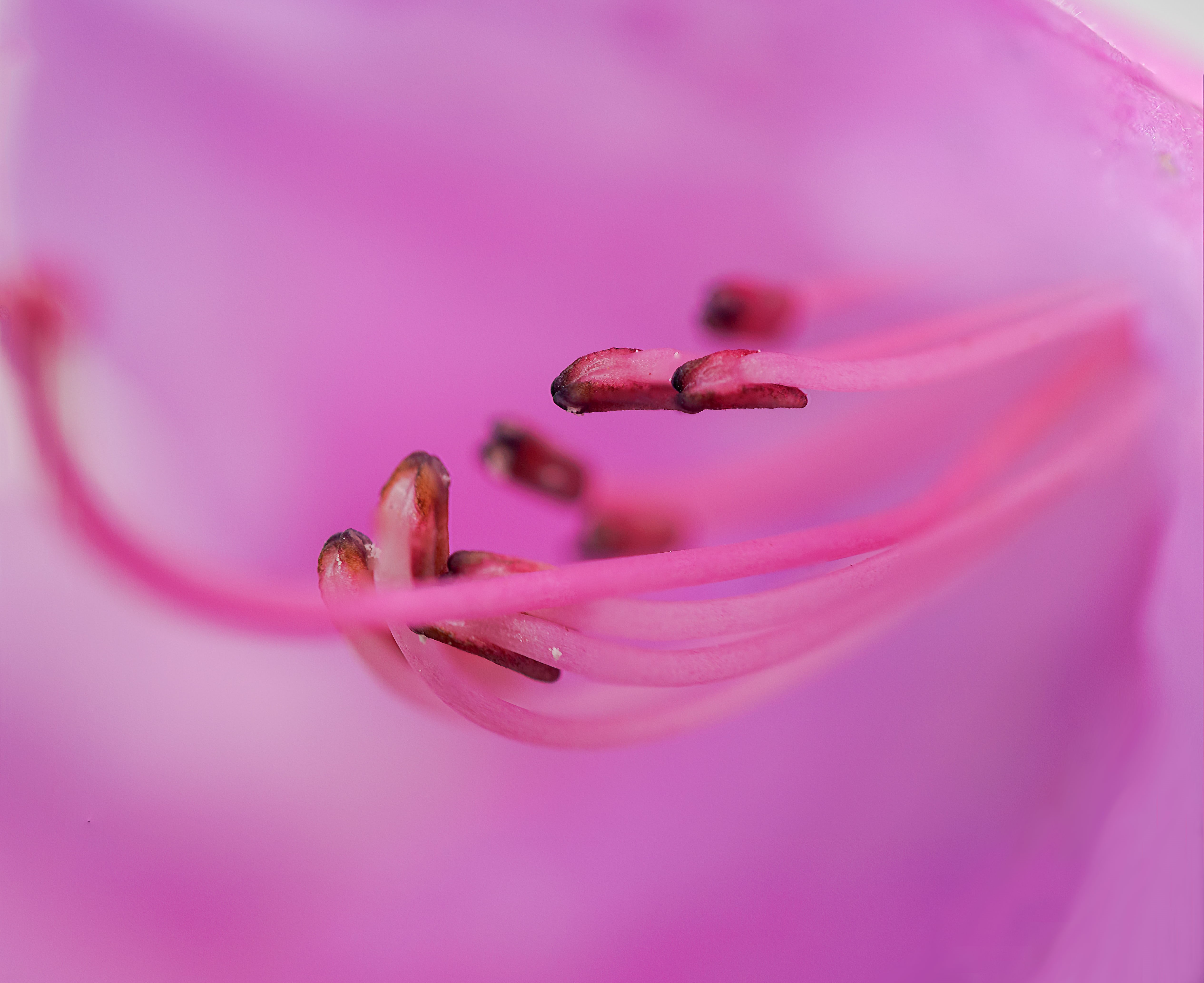 spring, flower, stempel, shot, Olympus  OM, 60mm, Frühling, kleiner, die, zuiko, photography, pink Color, petal, Makro, plant, bokeh, pink, hibiscus, nature, HD Wallpaper