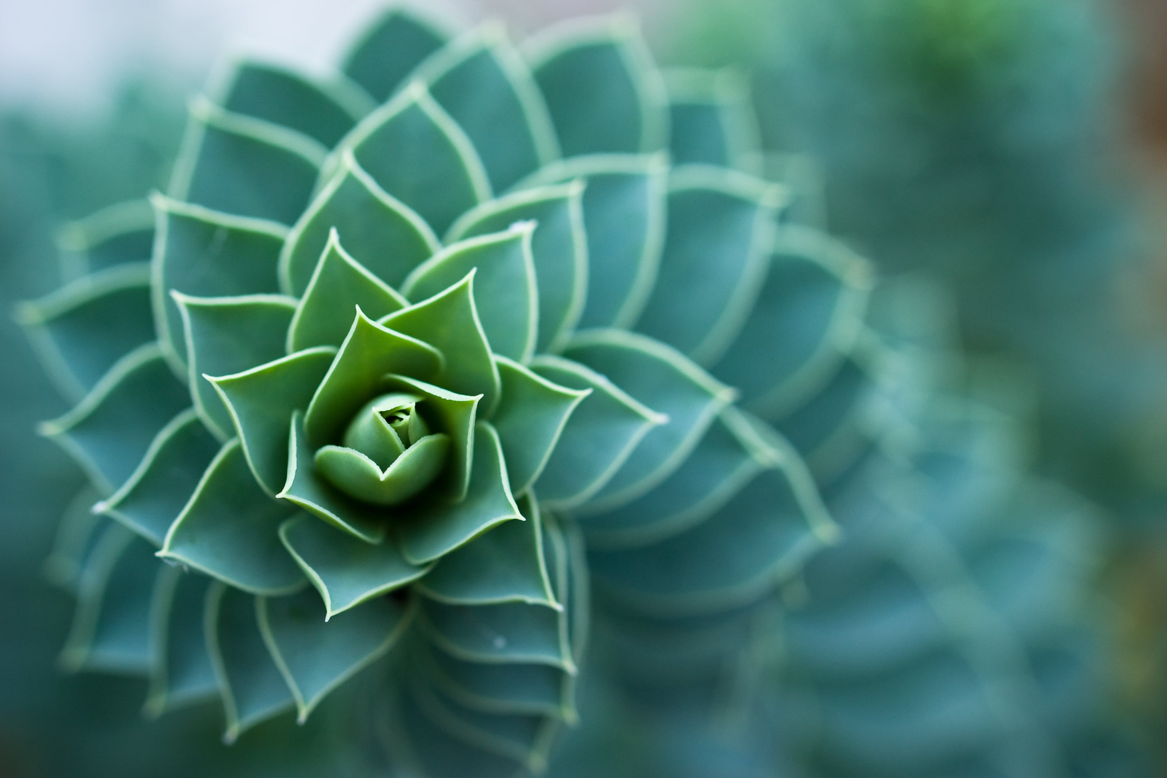 leaves, Pattern, Euphorbia myrsinites, grün, Detail, f/2.8, Makro, Vision Group, COTC, Bokeh, 60mm, macro, selective, plant, nature, 2K, selective focus, HD Wallpaper