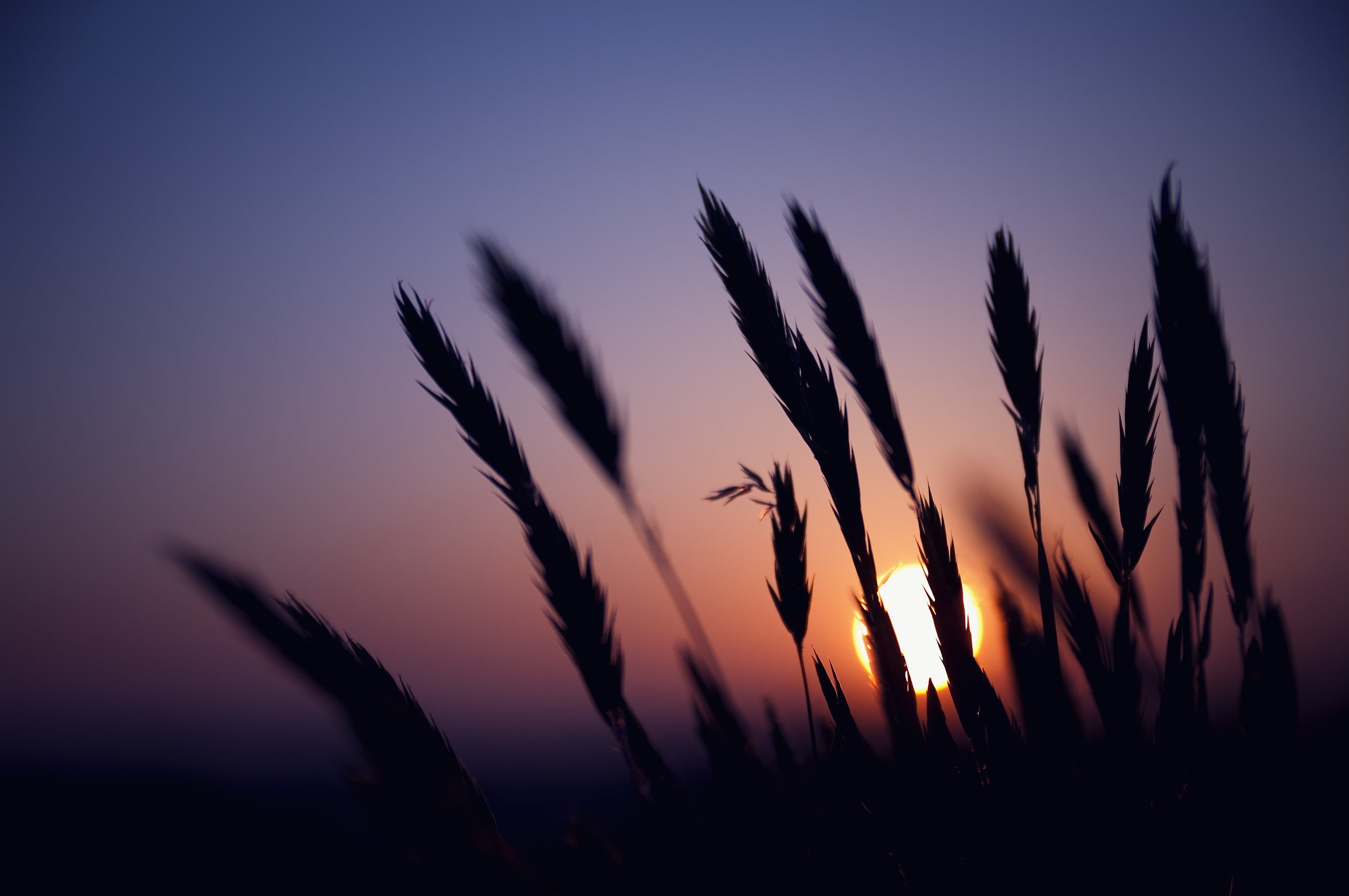 hour, sunlight, silhouette, 2K, DC, nature, Macro, golden hour, Sunset, wheat, Orchard Grass, SIGMA, kitahiroshima, summer, PENTAX  K-7, golden, F2.8, HD Wallpaper