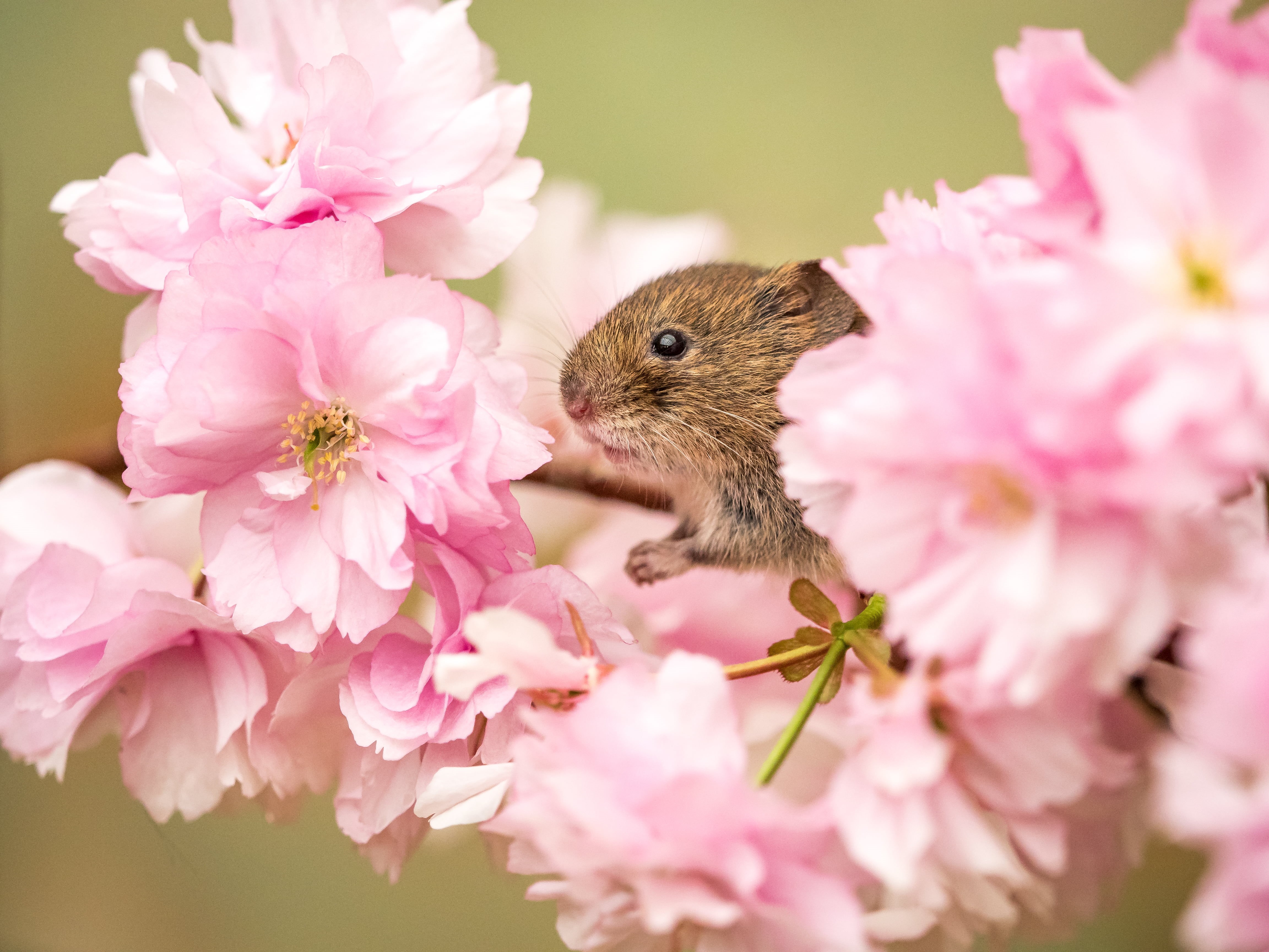 Olympus, Millers, pro, rodent, Pretty in pink, Photography, pink, nature, Blossom, f2.8, animal, flower, brown rat, Bank Vole, brown, petal, Explored, rat, HD Wallpaper