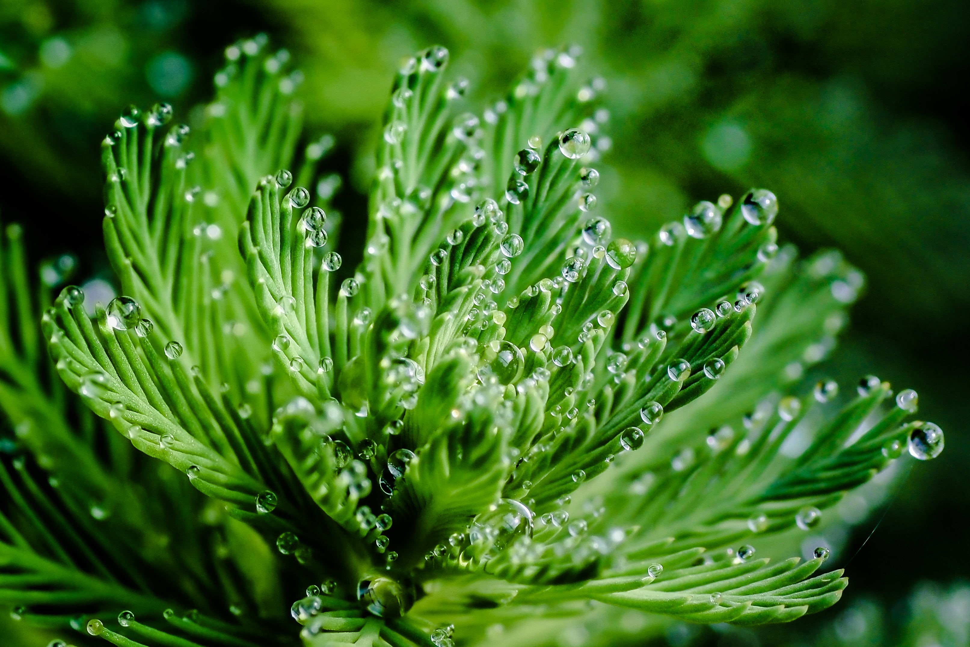 close-up, green Color, leaf, parrot, plants, 2K, HMM, parrot feather watermilfoil, Tamron, 90mm, micro, Leaves, D E, Mondays, green, OM, Macro, freshness, HD Wallpaper