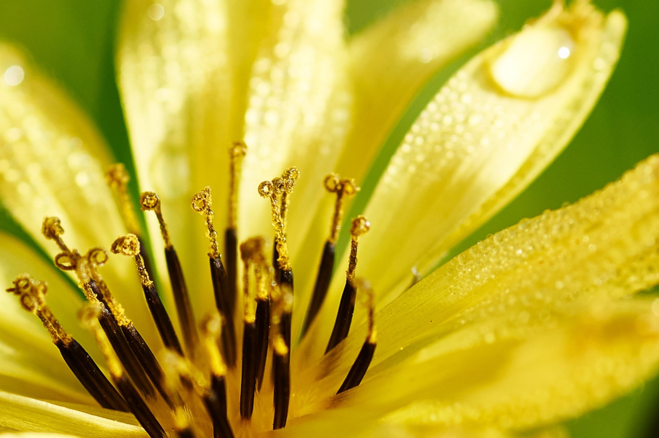 drop, Close-up, beauty In Nature, F2.8, botany, flower, dew, black, summer, 1080P, petal, Just a little, 90mm, leaf, Tamron, little yellow, SLT-A57, macro, HD Wallpaper