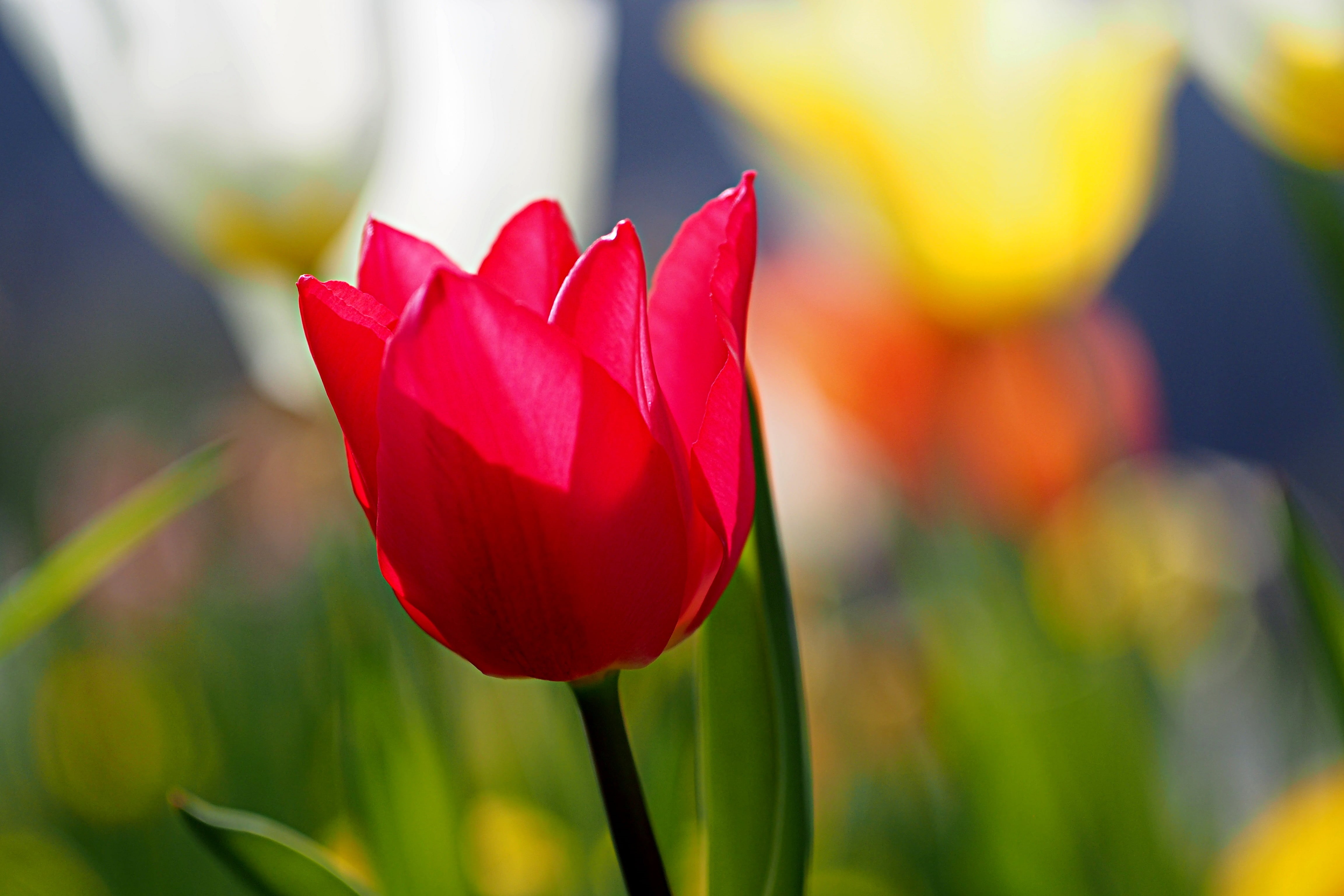 Photos, SIGMA, F2.8, No Rules, flower Head, beauty In Nature, Olympus, red, plant, DN, yellow, 4K, summer, Unlimited, tulip, E-PL6, nature, petal, flower, HD Wallpaper