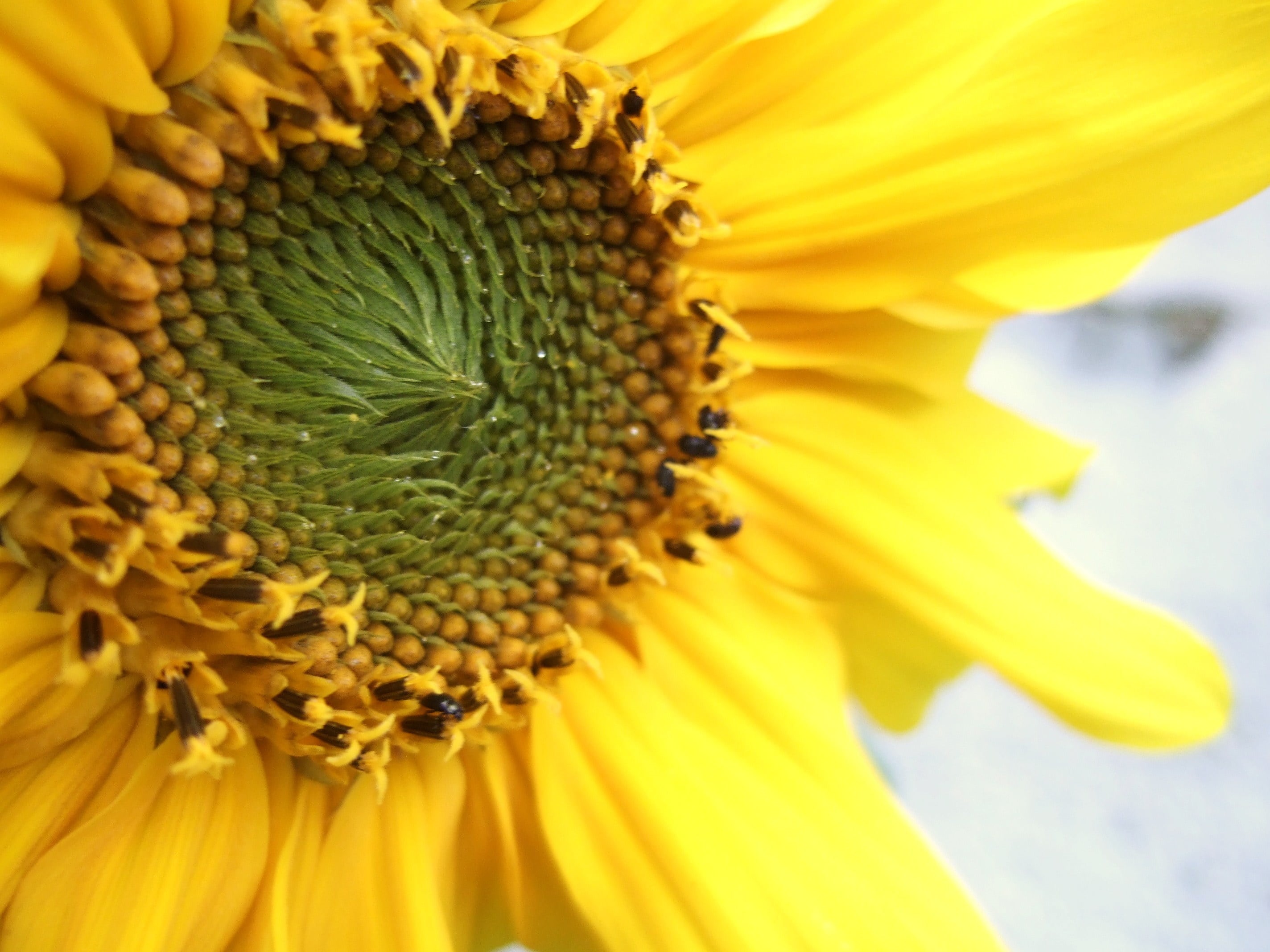 beauty In Nature, single Flower, plant, agriculture, close-up, summer, sunflower, 2K, green, nature, petal, yellow, flower, HD Wallpaper