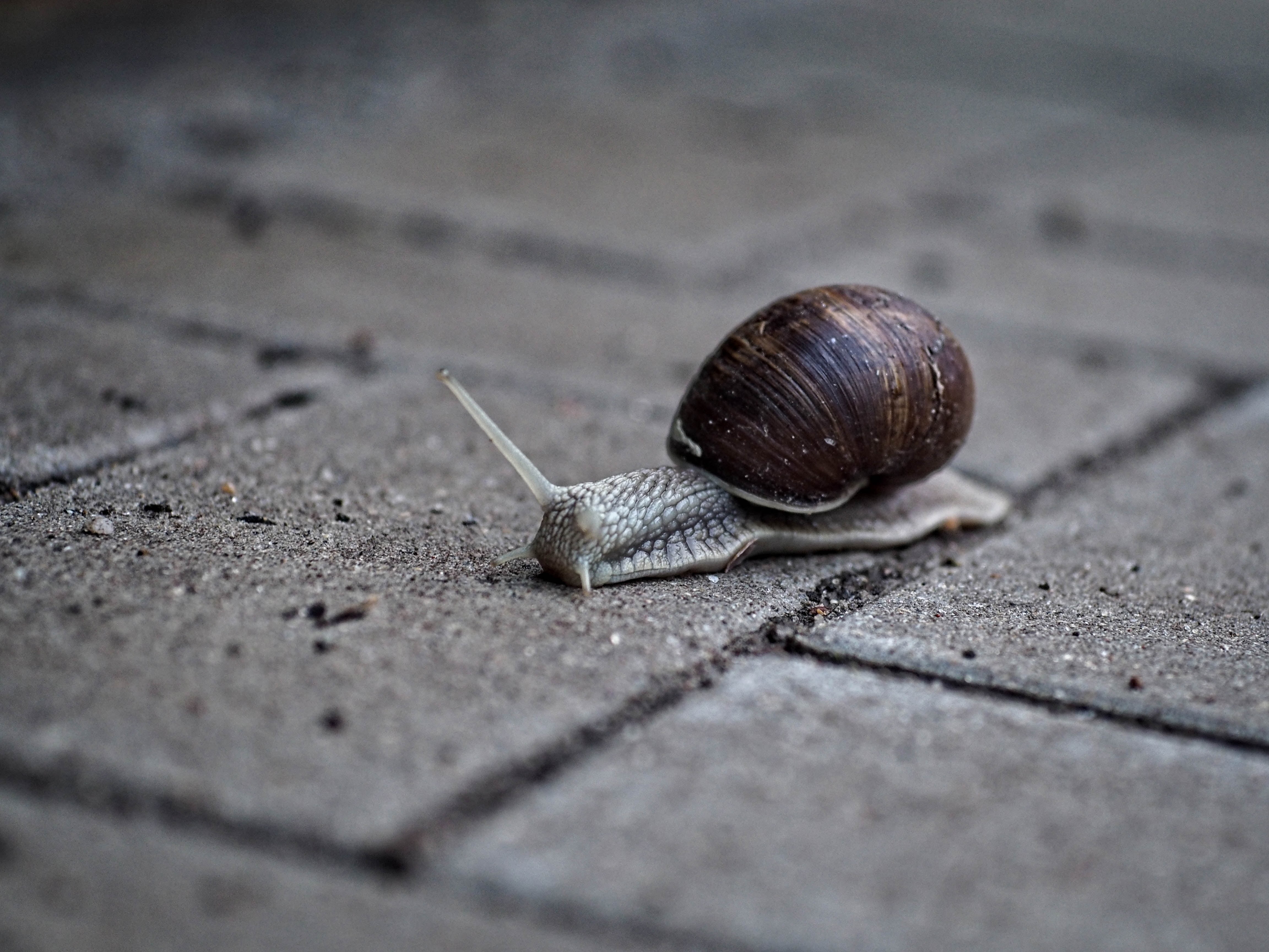 mollusk, brown, slimy, 4K, Olympus, F2.8, slug, surface, gastropod, nature, close-up, animal, slow, 60mm, bokeh, snail, SIGMA, DN, PEN, concrete, gray, HD Wallpaper