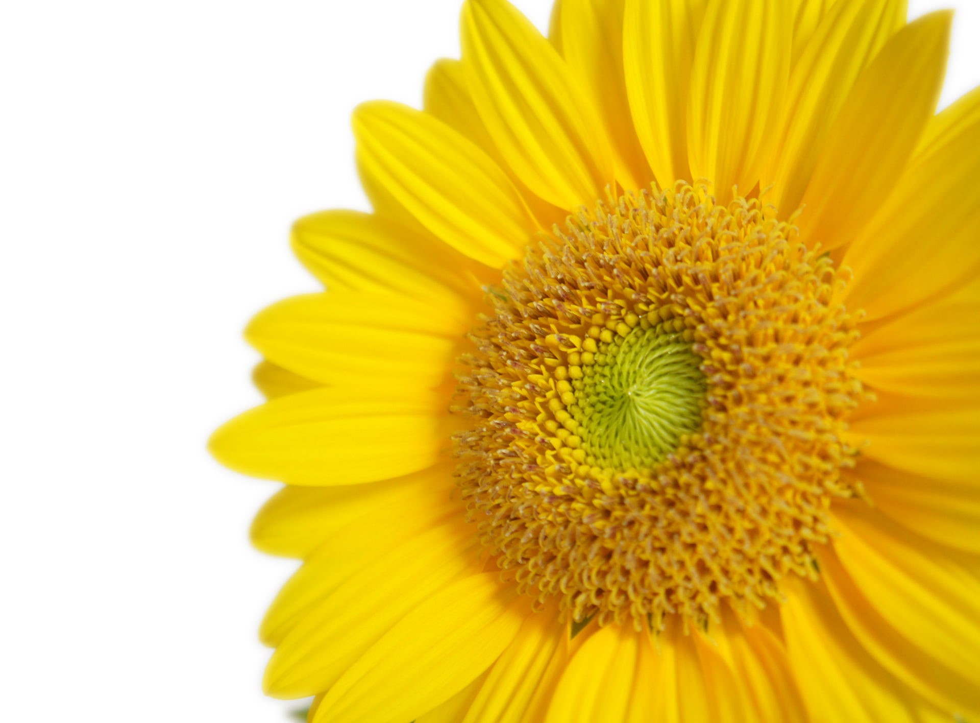 sunflower, flower, nature, yellow, 1080P, close-up, summer, petal, plant, HD Wallpaper
