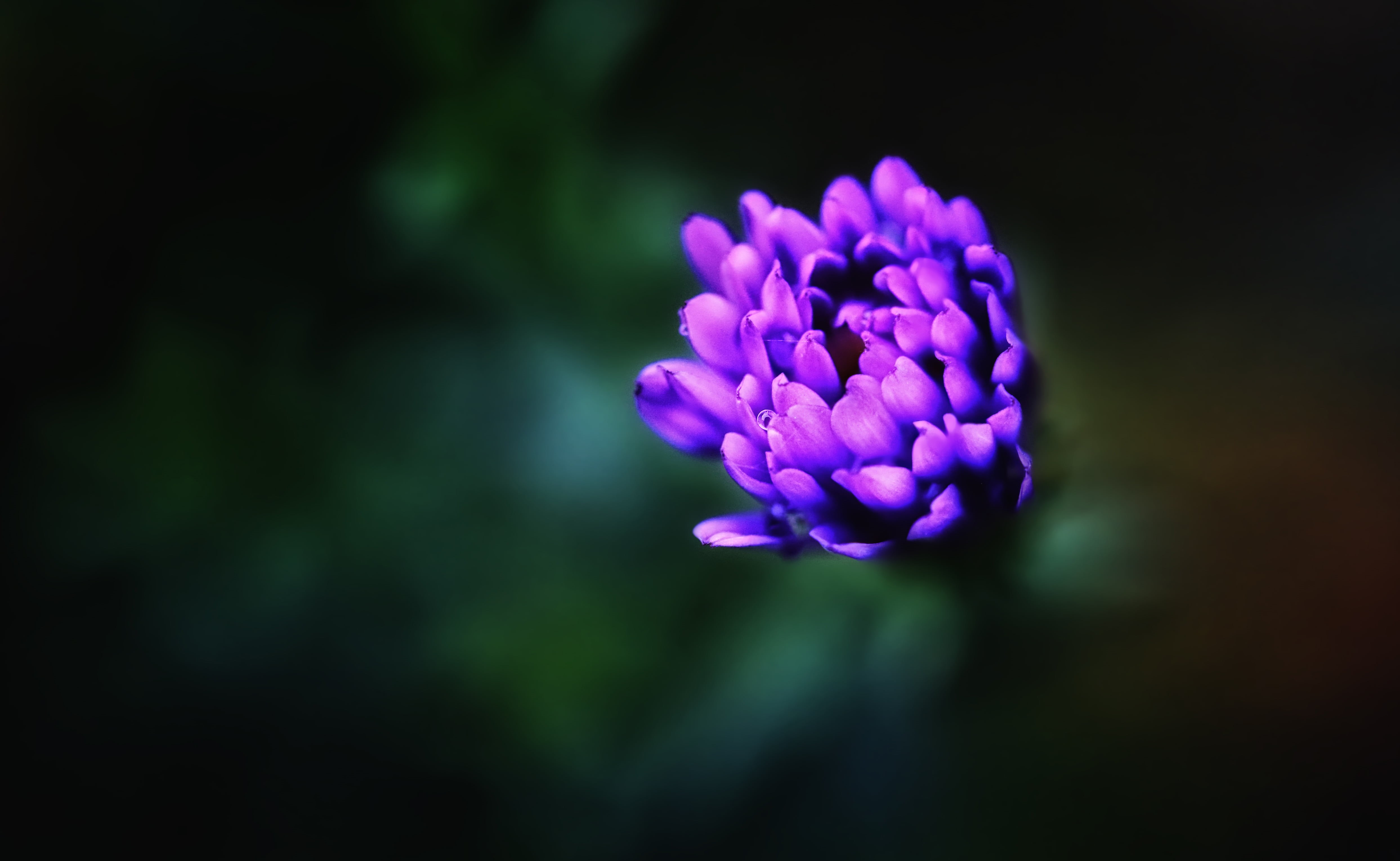 beauty In Nature, deep inside, macro, close-up, purple, flower Head, flower, petal, shallow focus, focus, photography, bokeh, nature, 4K, plant, purple flower, HD Wallpaper