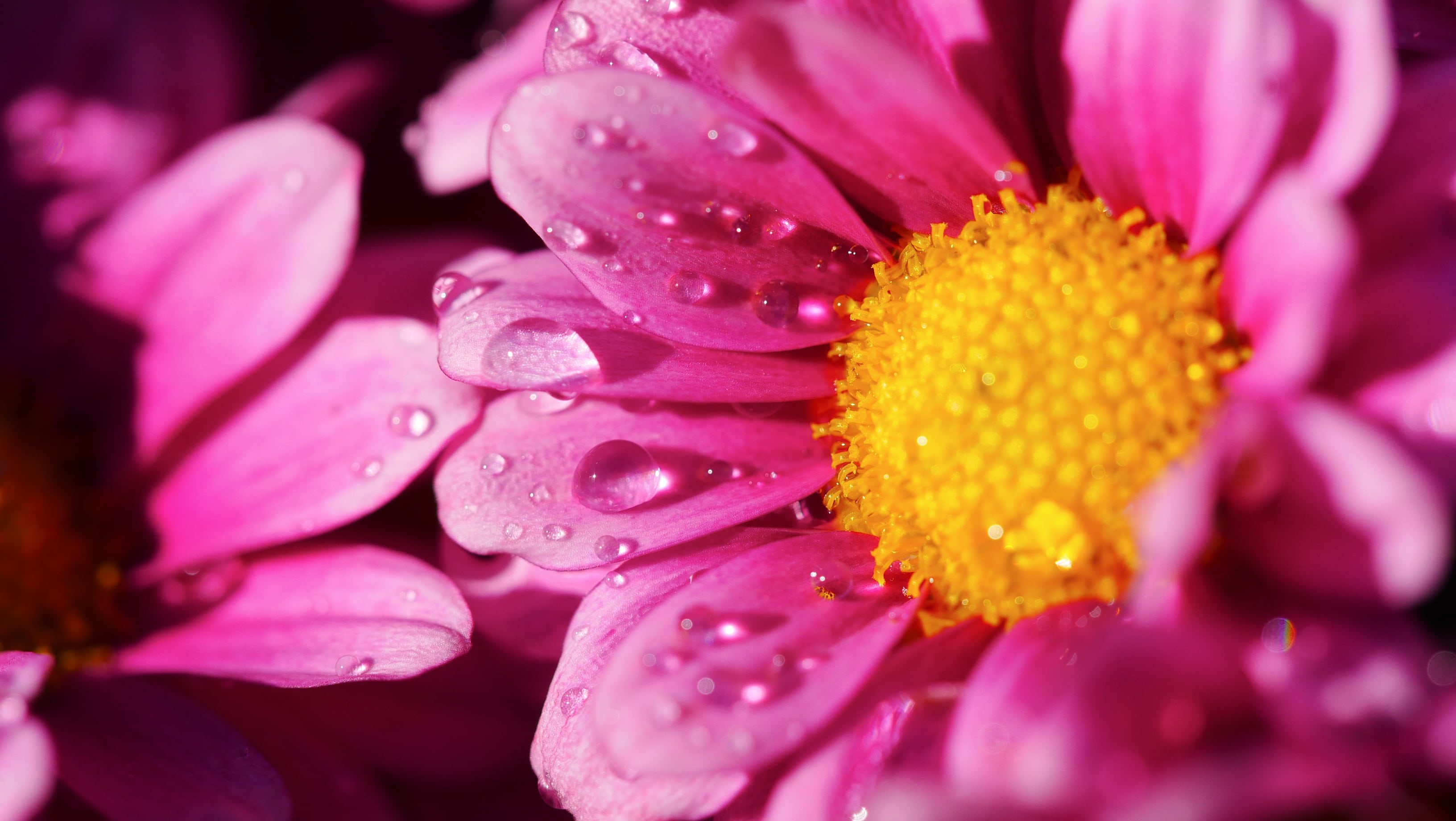 plant, flower, close-up, photography, dew, macro, water, summer, 2K, beauty In Nature, closed, petal, nature, freshness, pink, HD Wallpaper