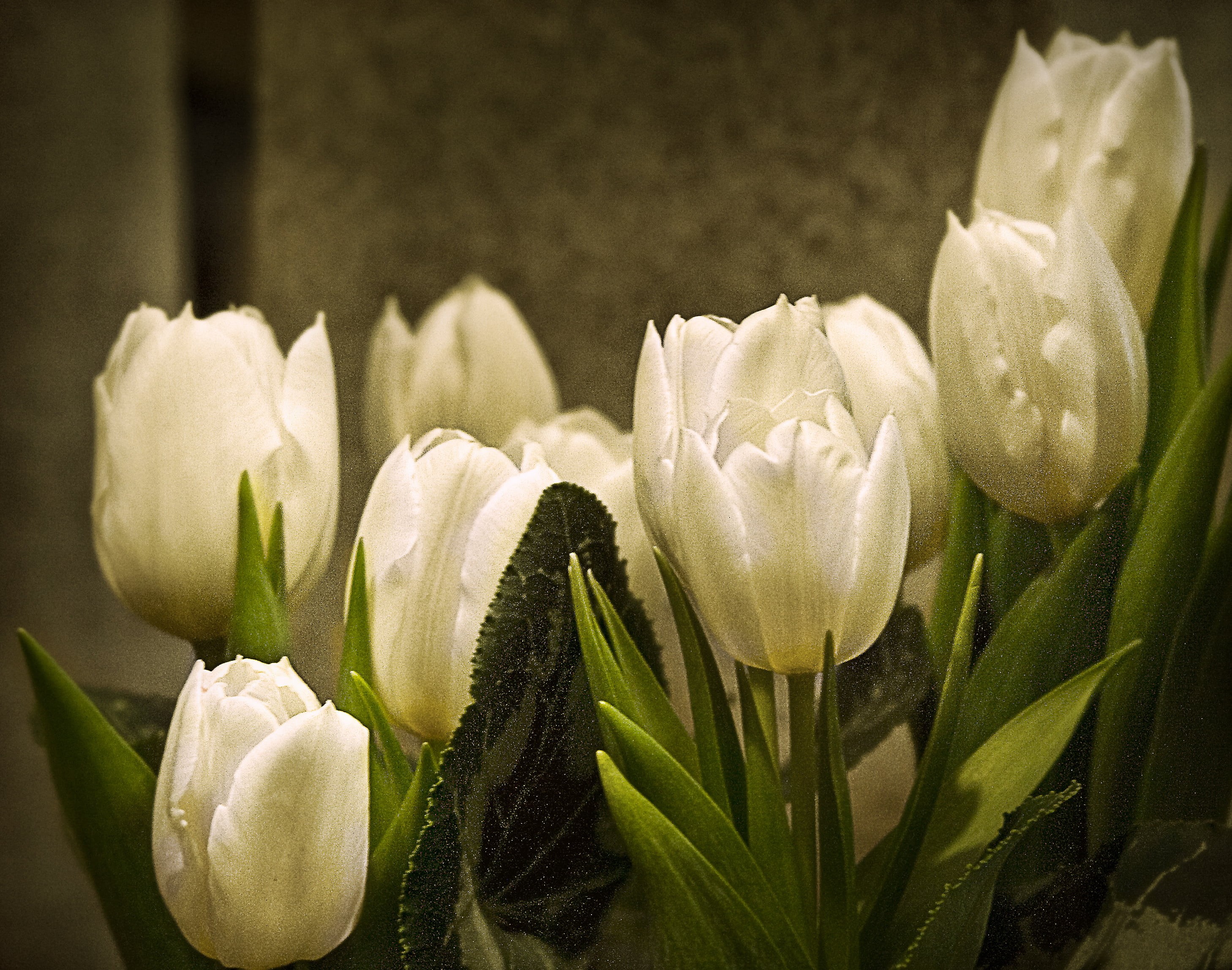 tulip, springtime, flower Head, 2K, freshness, five, flower, plant, bouquet, Tulips, nature, white, petal, flowers, HD Wallpaper