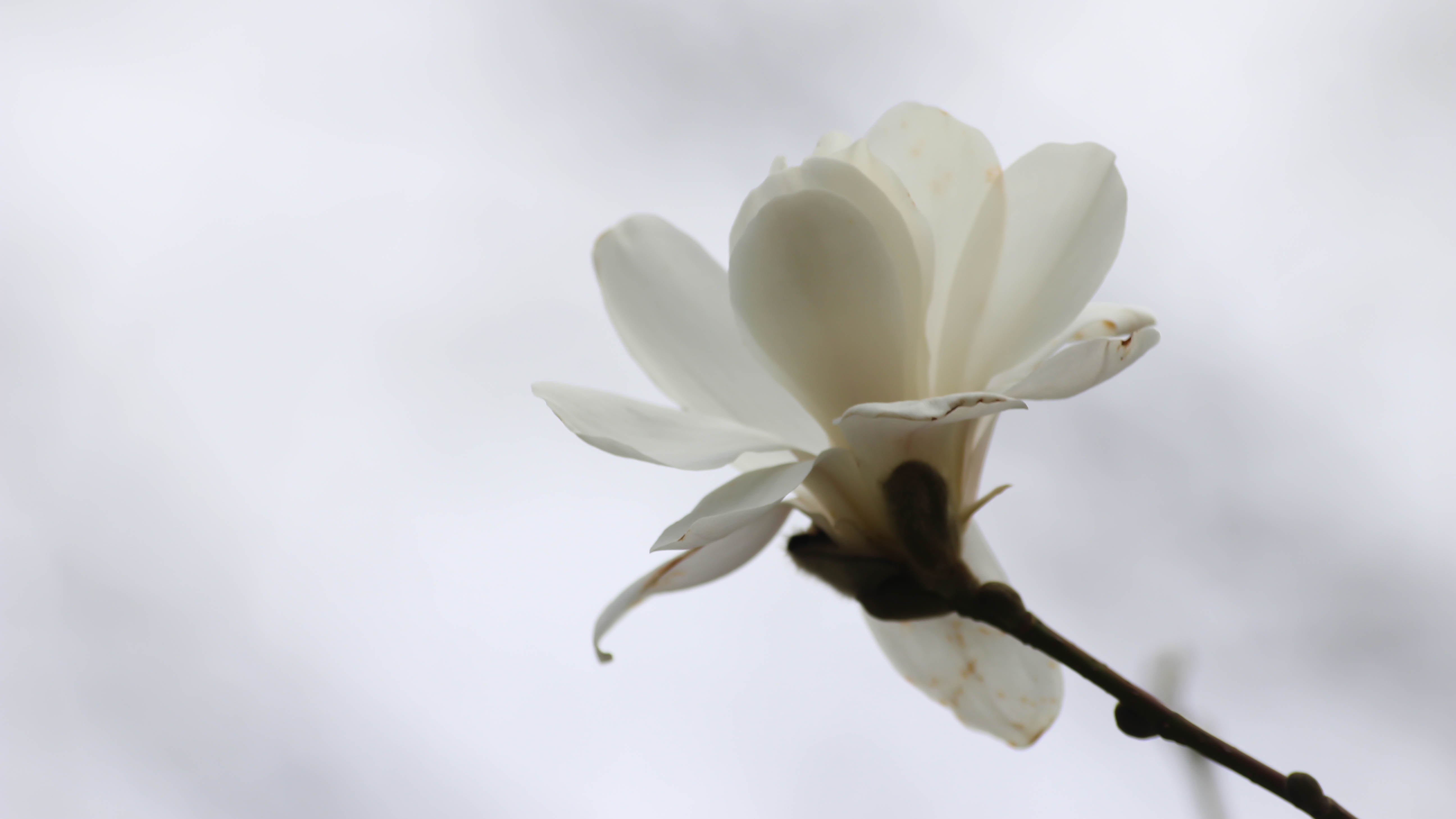 petal, photography, close-up, focus, selective focus, flower Head, flower  Flower, flower, Magnolia, selective, plant, white, nature, 5K, HD Wallpaper