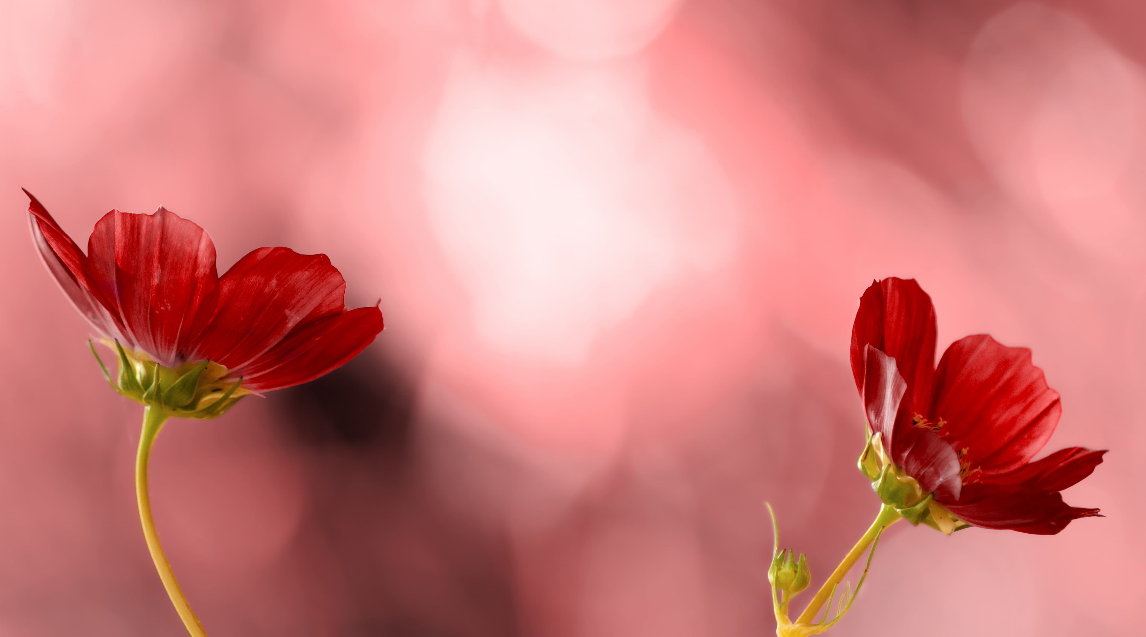 focus, selective focus, flowers, nature, fleurs, selective, photography, red, petaled, 2K, HD Wallpaper