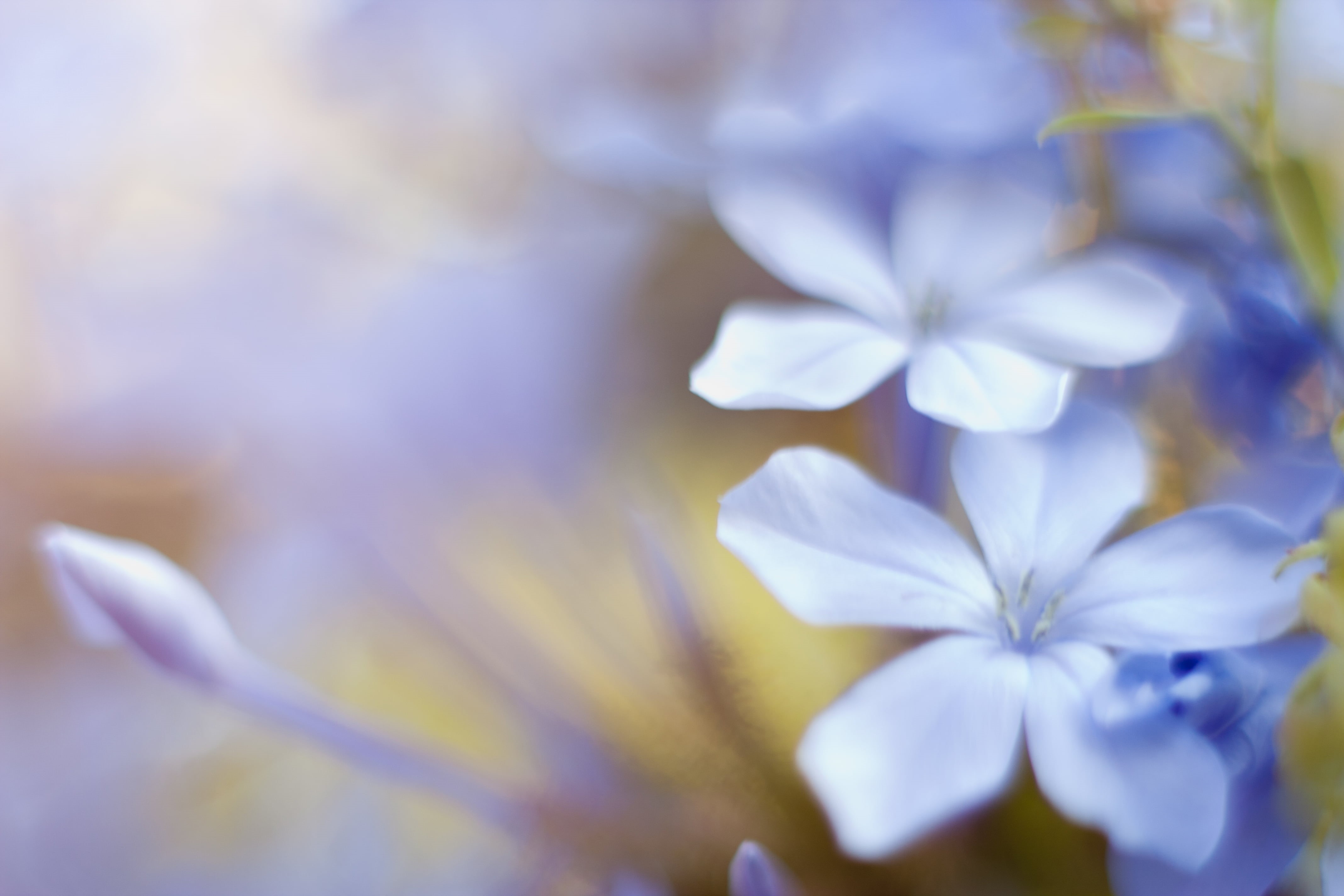 nature, flower, beauty In Nature, springtime, Flores, Flowers, plant, 4K, blue, Canon  450D, petaled, macro, close-up, HD Wallpaper