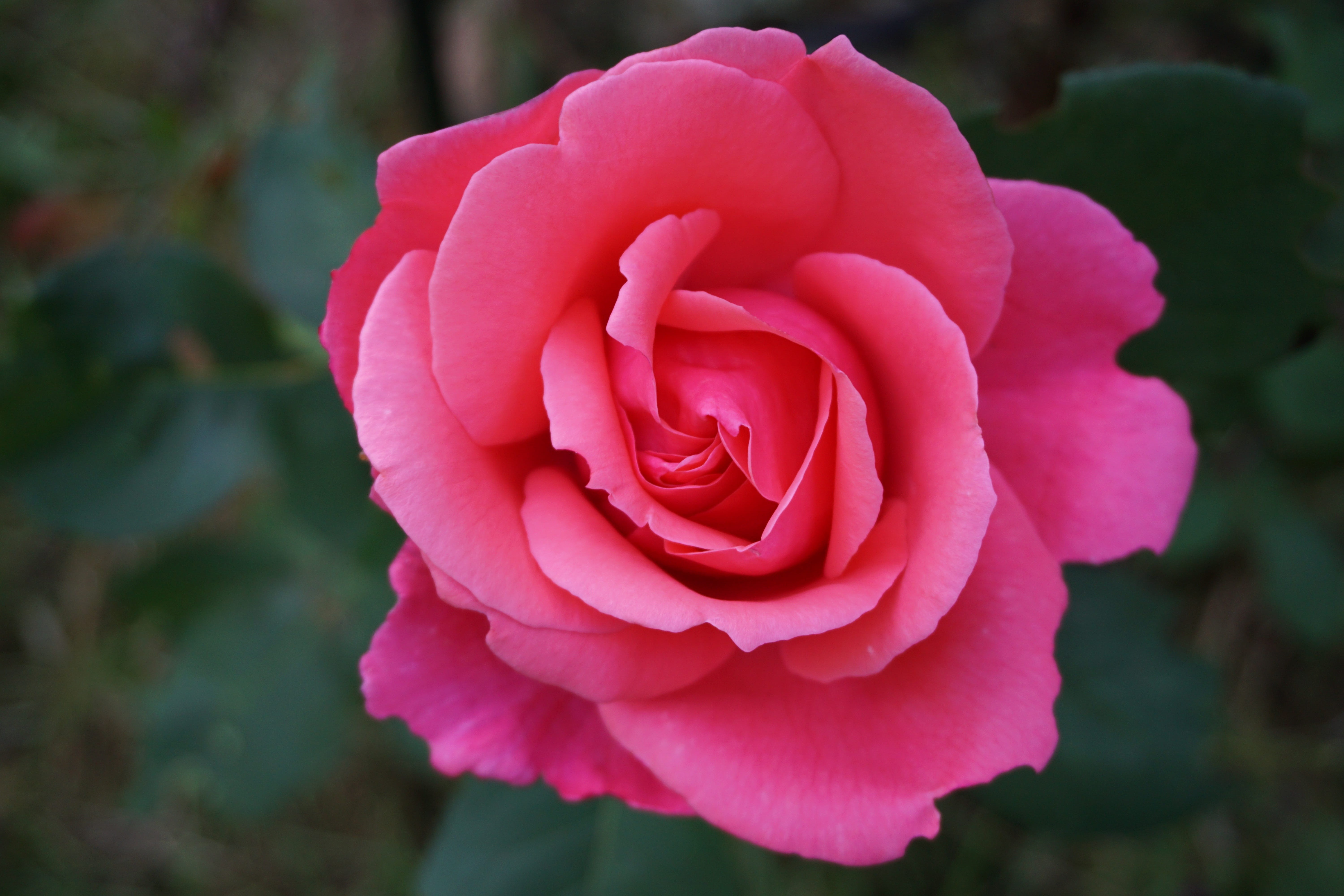 freshness, growth, red, Blossom, inflorescence, outdoors, plant, fragility, pink Color, flowering plant, 5K, close-up, macro, Pink, rose, single Flower, HD Wallpaper