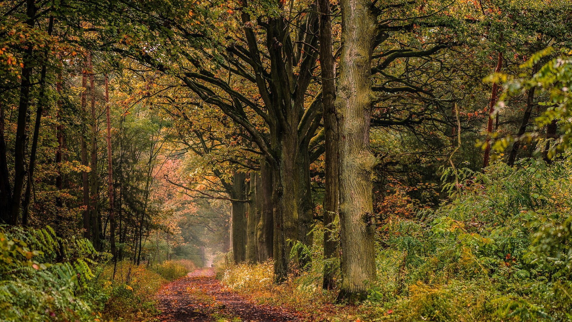 woodland, outdoors, growth, for desktop nature scenes beautiful scenery 1920x1080, land, beauty in nature, fall, change, no people, tree, environment, day, HD Wallpaper
