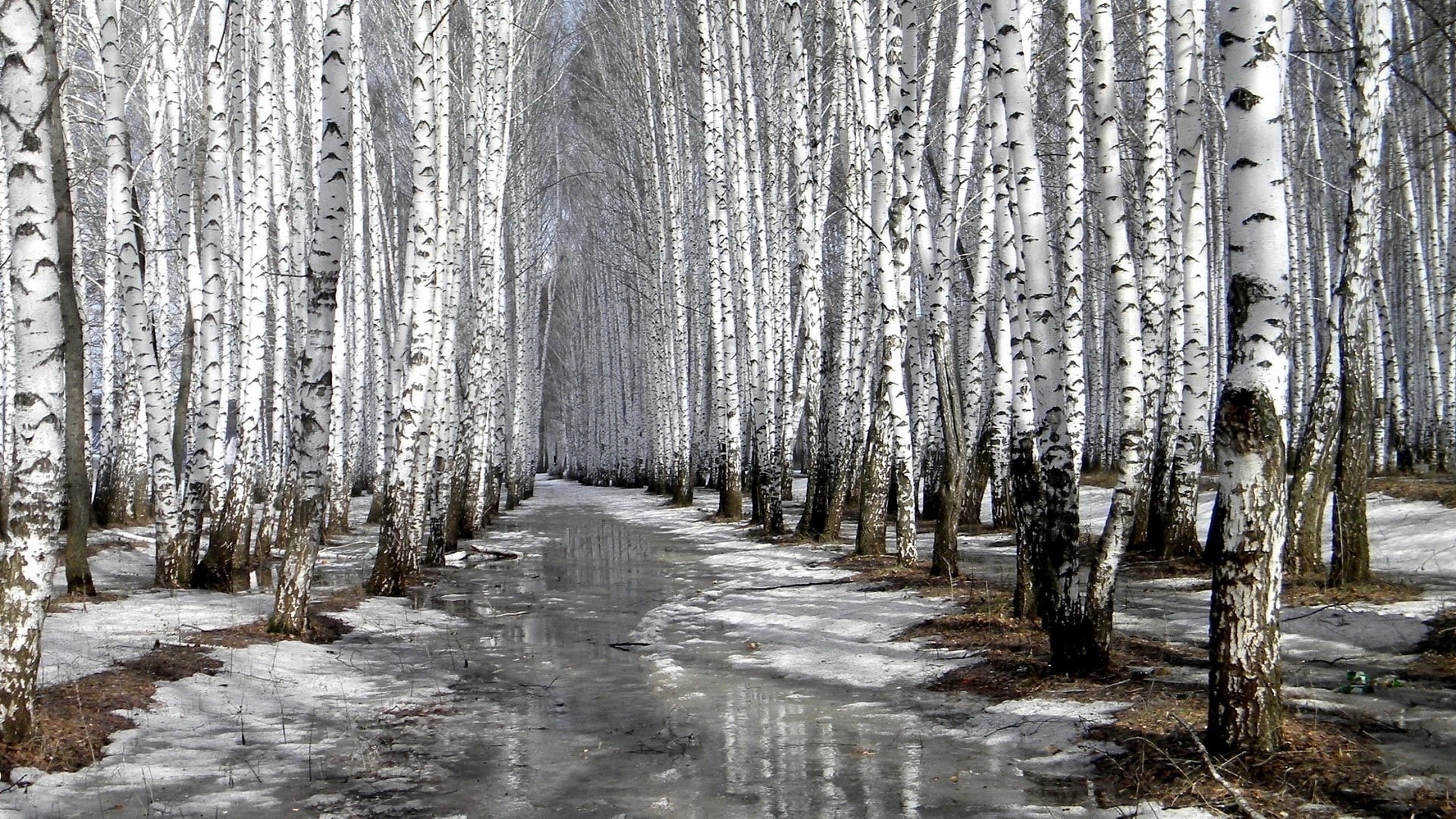 plant, woodland, growth, no people, tranquility, 1080P, cold temperature, for desktop nature scenes beautiful scenery 1920x1080, beauty in nature, snow, HD Wallpaper
