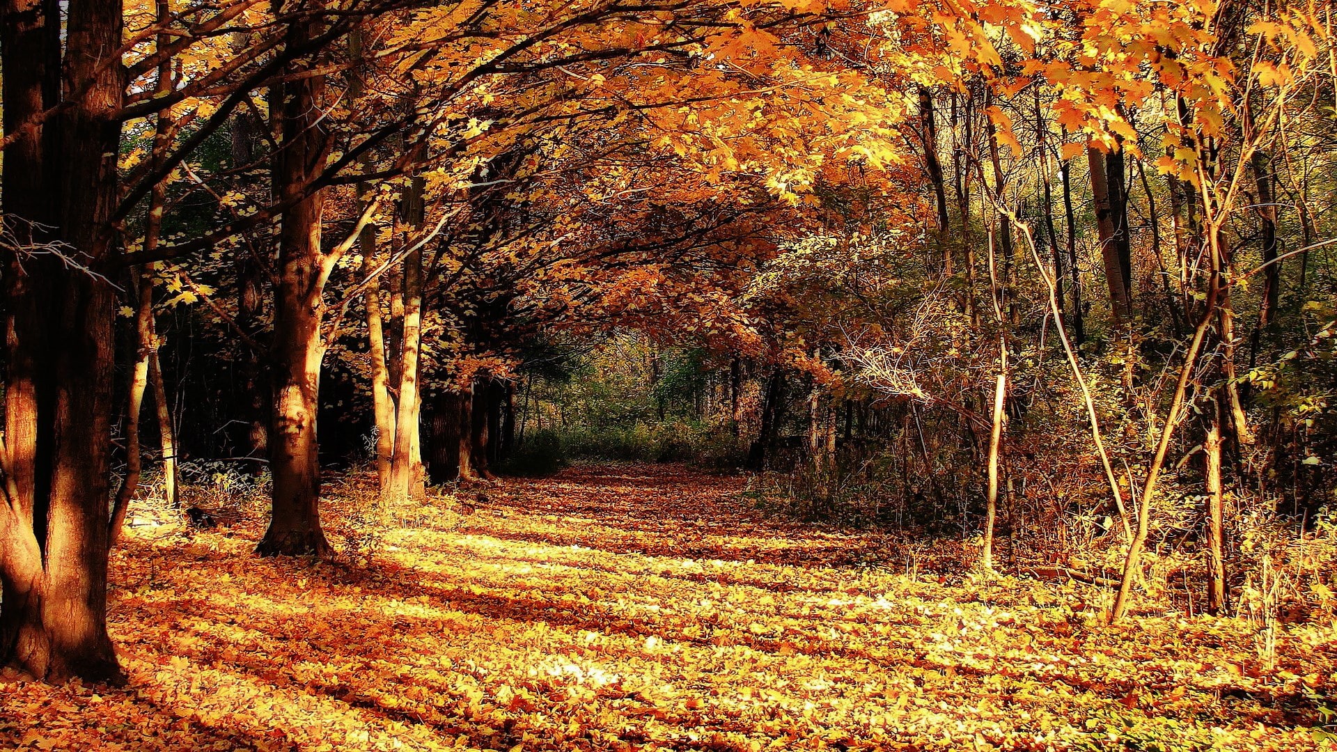 tranquil scene, for desktop nature scenes beautiful scenery 1920x1080, trail, land, scenics - nature, treelined, 1080P, outdoors, landscape, tree trunk, HD Wallpaper
