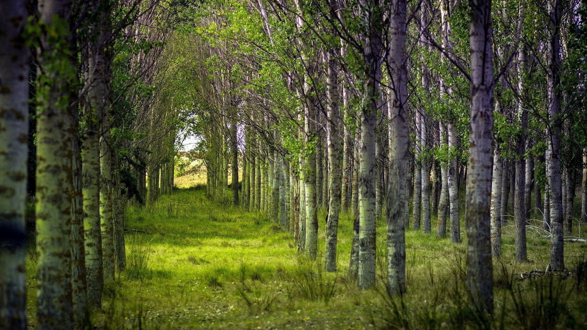 landscape, day, outdoors, scenics - nature, no people, trunk, green color, grass, treelined, tranquil scene, tranquility, tree trunk, tree, trail, environment, HD Wallpaper