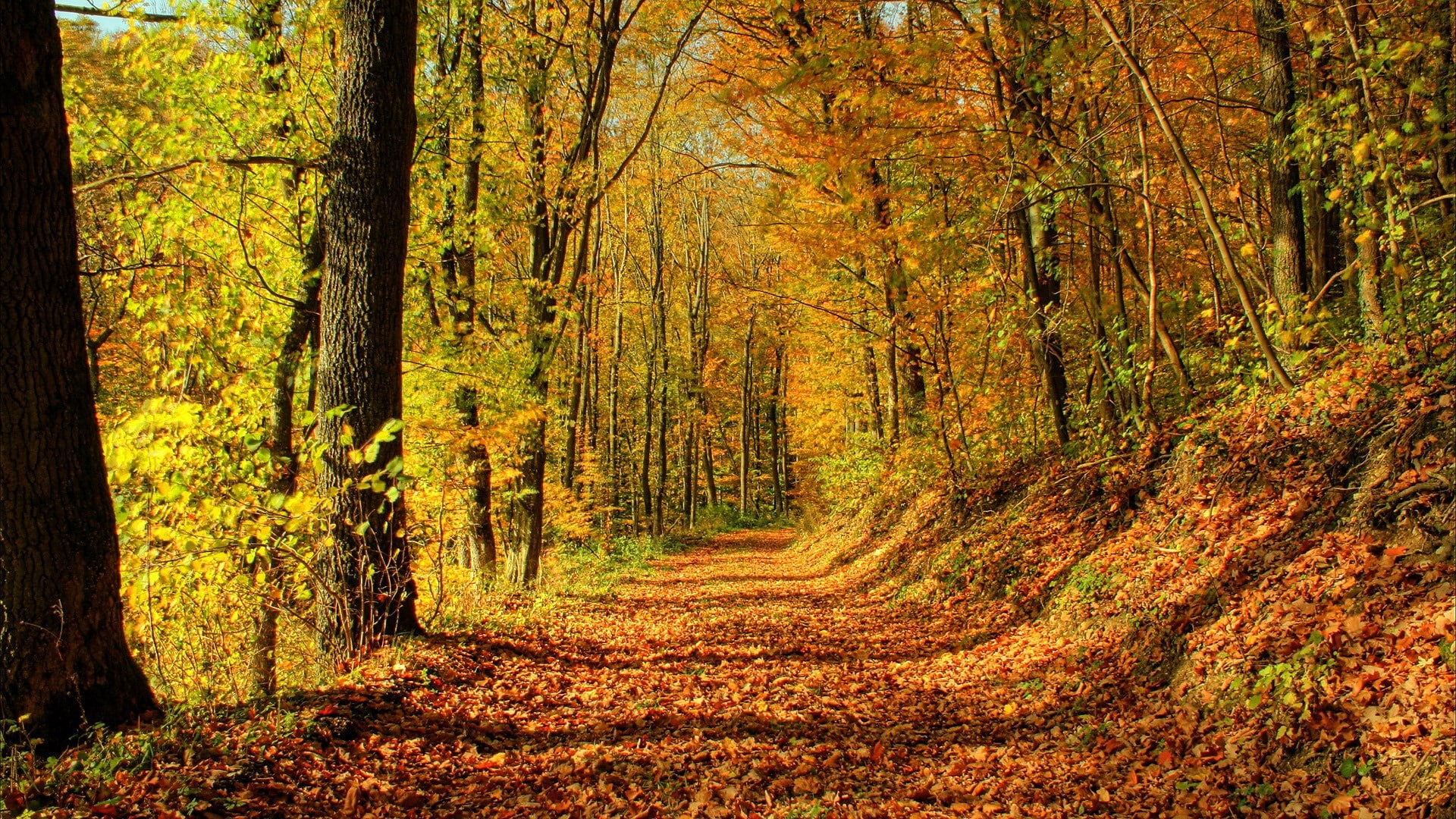 change, for desktop nature scenes beautiful scenery 1920x1080, 1080P, tree, no people, plant, beauty in nature, direction, land, tranquility, woodland, HD Wallpaper
