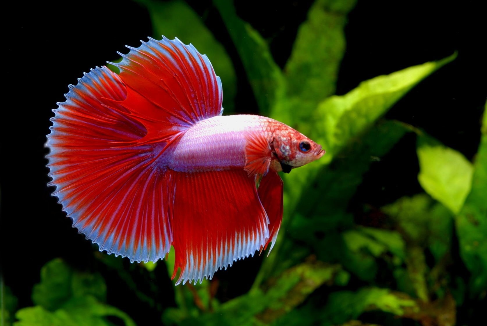 flower head, fish, fragility, vertebrate, plant, growth, animal themes, nature, no people, focus on foreground, red, marine, day, 720P, Siamese Fighting Fish, HD Wallpaper