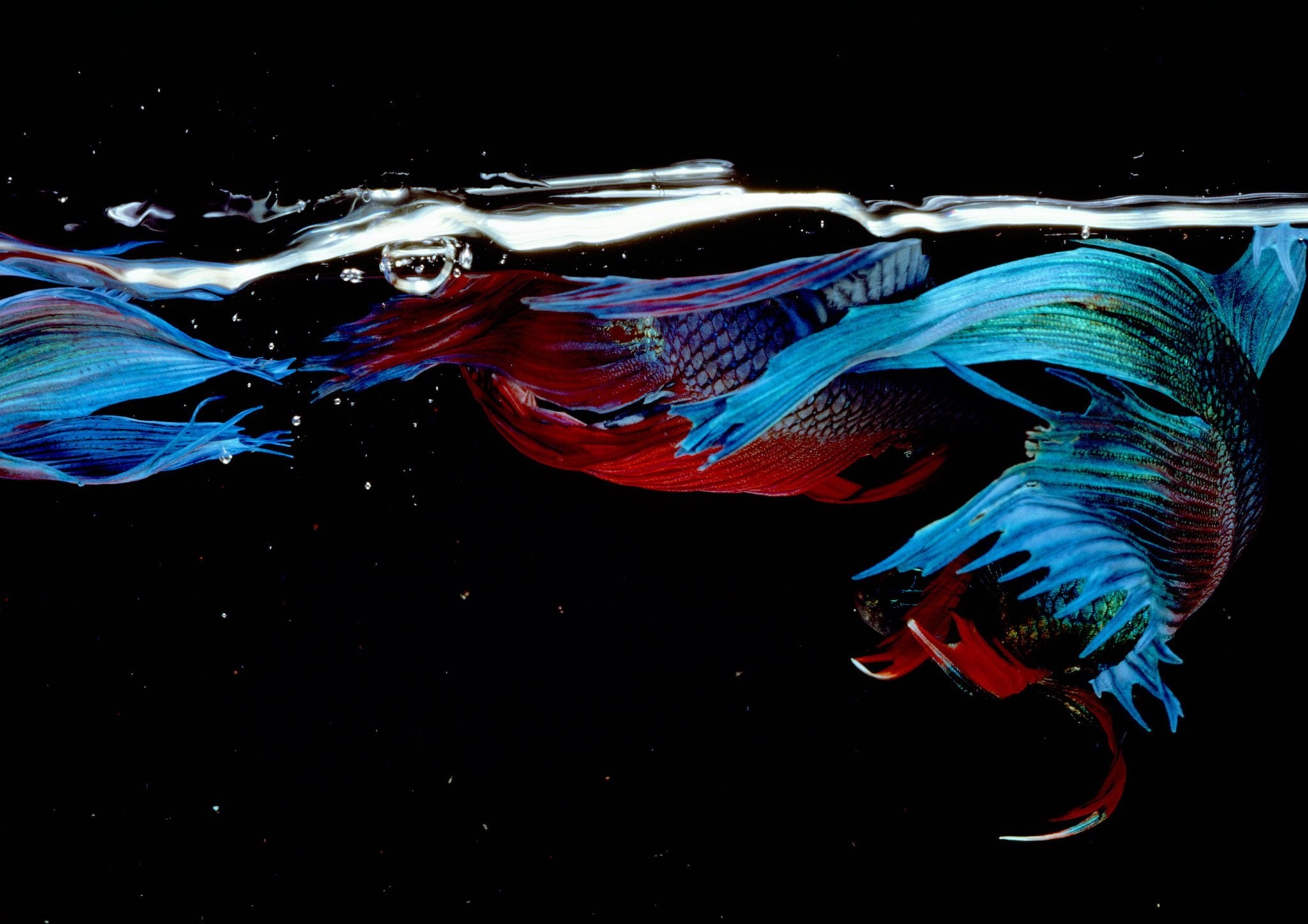 no people, indoors, fish, marine, motion, red, Siamese, tropical, studio shot, blue, vertebrate, animal themes, animal wildlife, 1080P, close-up, nature, HD Wallpaper