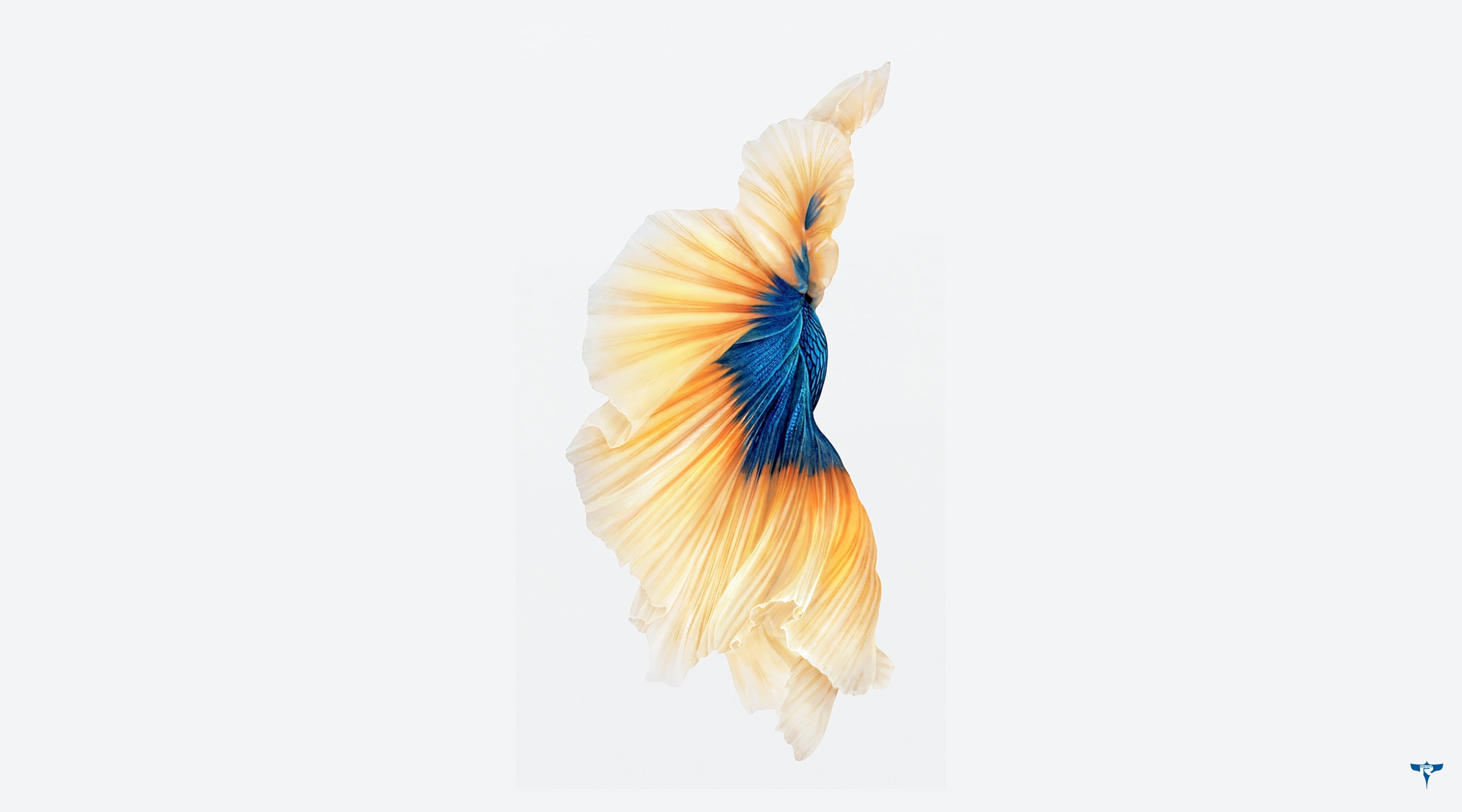 animal, Betta, s, panoramic, animal themes, copy space, close-up, Computers, 4K, yellow, indoors, gold, one animal, no people, animal wildlife, HD Wallpaper