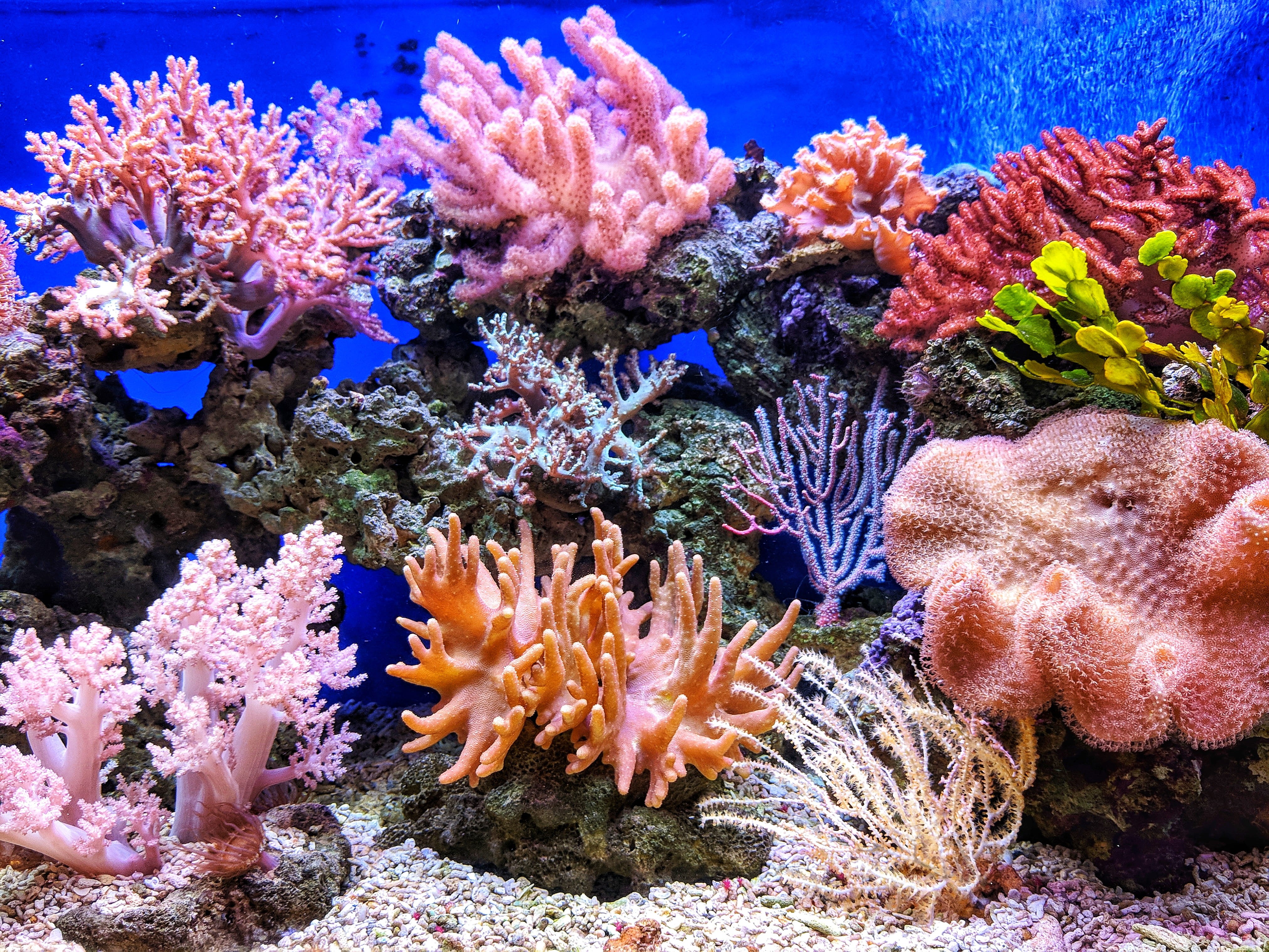live, animals in the wild, landscape, alcyonacea, undersea, nature, fish, vertebrate, sea life, aquarium, animal themes, invertebrate, group of animals, HD Wallpaper