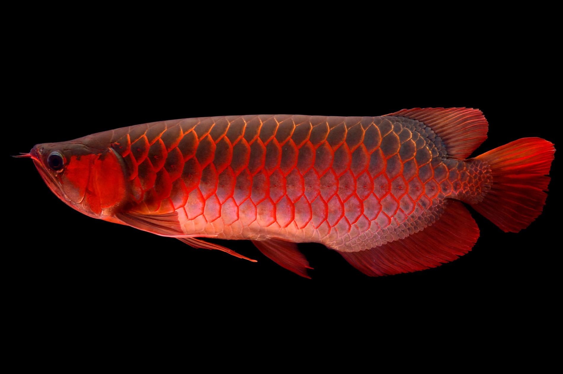 720P, nature, expensive, black background, fish, dragon fish, animals, red, HD Wallpaper