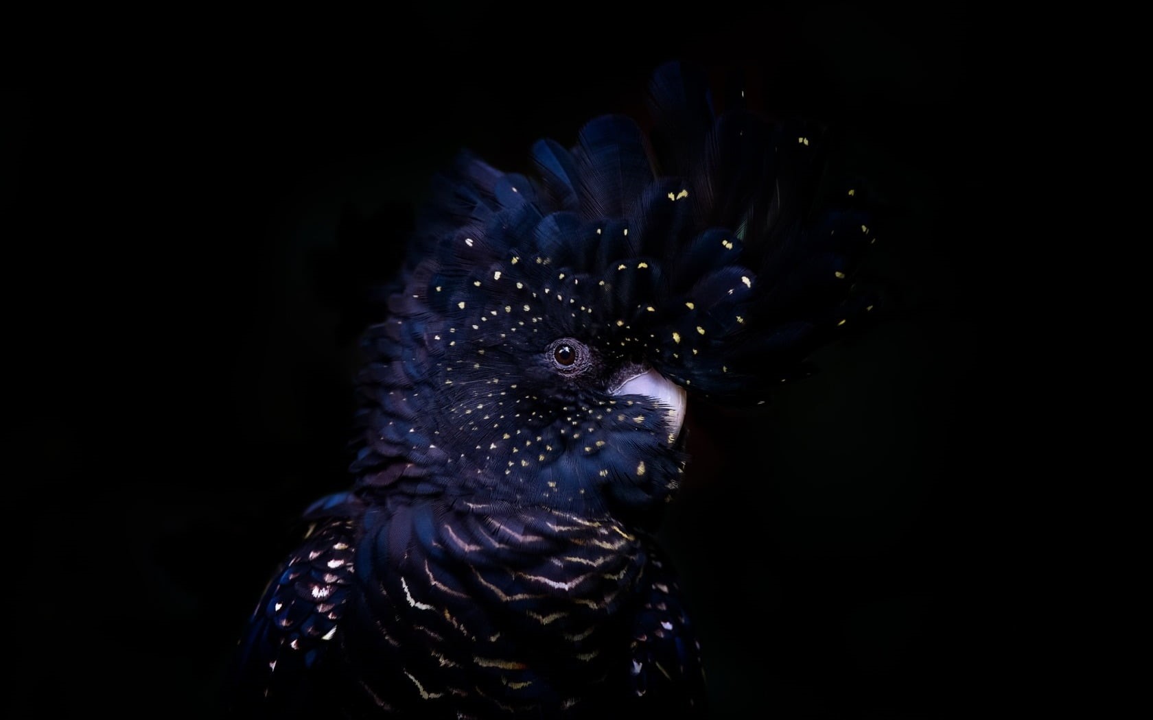 feather, male animal, studio shot, blue, vertebrate, night, animal body part, close-up, dark, 720P, indoors, no people, bird, pasare, animals in the wild, HD Wallpaper