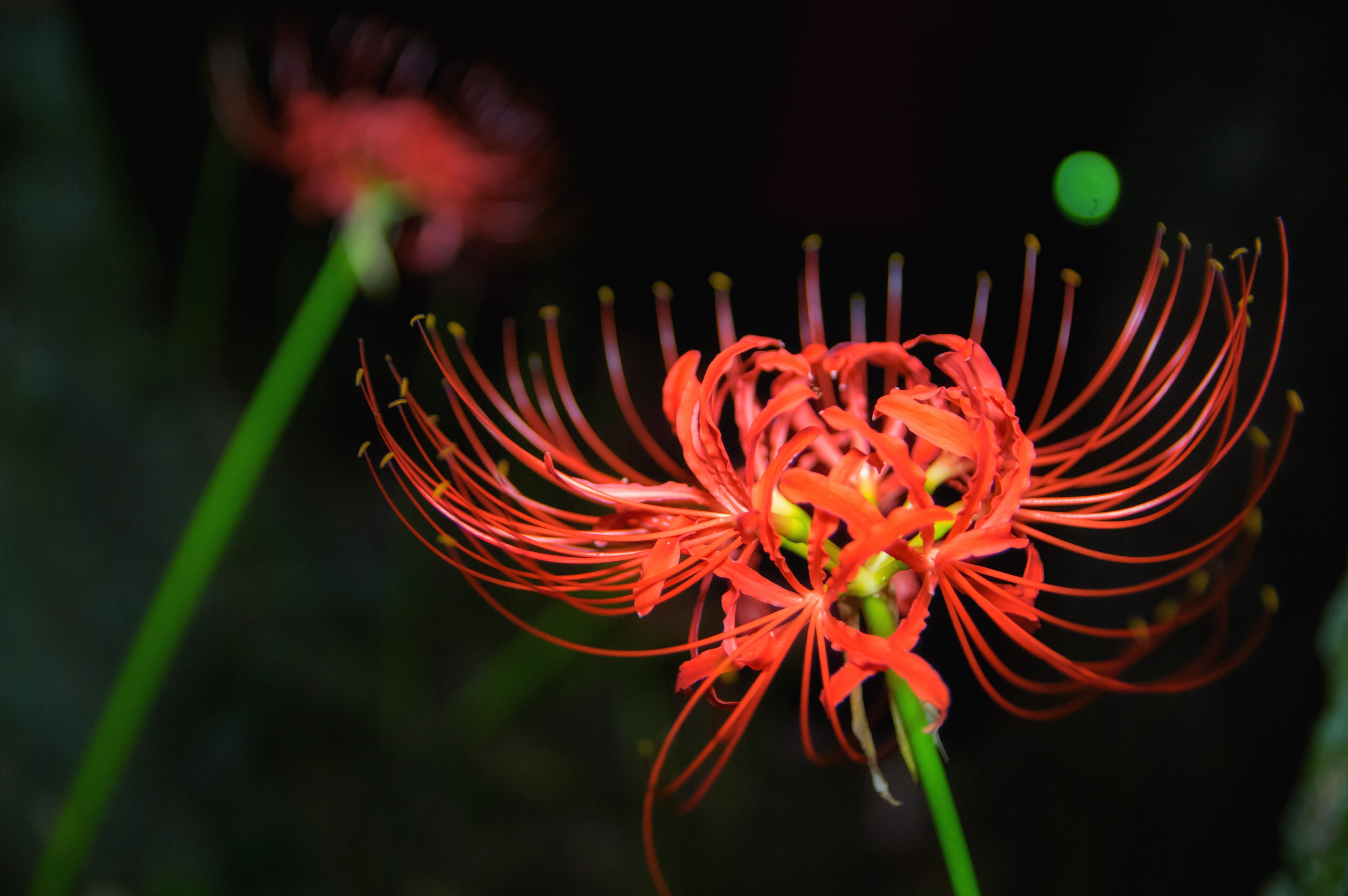 vulnerability, autumn, flower head, flower, red flowers, close-up, flowering plant, growth, autumn flowers, outdoors, fall of japan, red, natural, pollen, HD Wallpaper