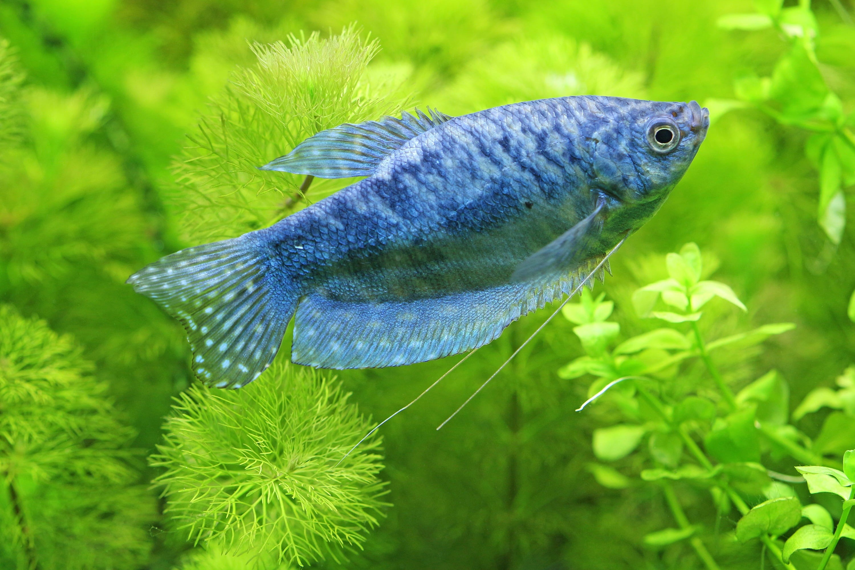 outdoors, animal, day, freshwater, plant, fish Tank, no people, gray, one animal, marine, water, close-up, tropical fish-keeping, underwater, green color, HD Wallpaper