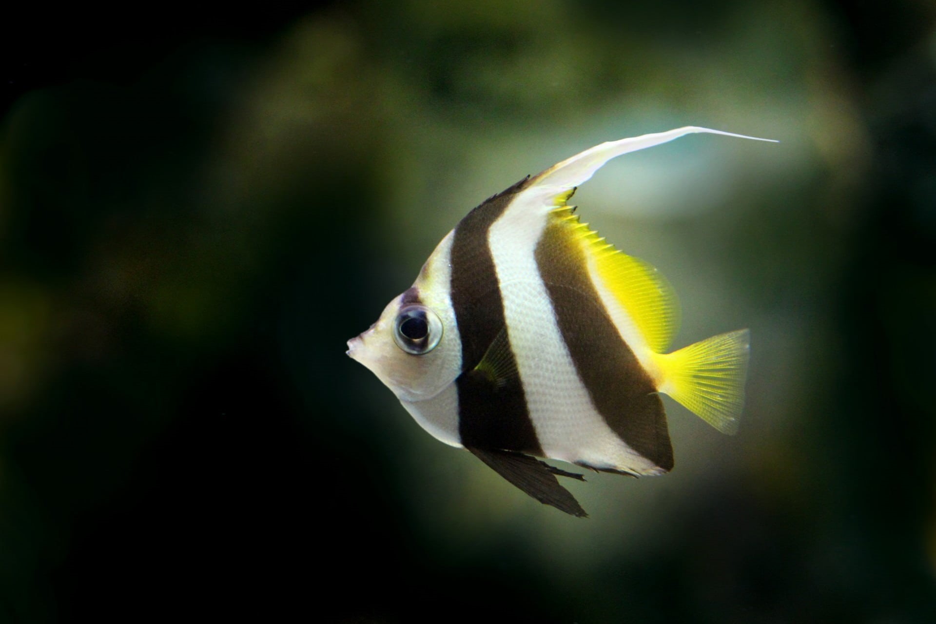 background, underwater, fish, black, animal themes, saltwater fish, marine, aquatic, sea, fin, animal wildlife, swim, profile view, water, close-up, angelfish, HD Wallpaper