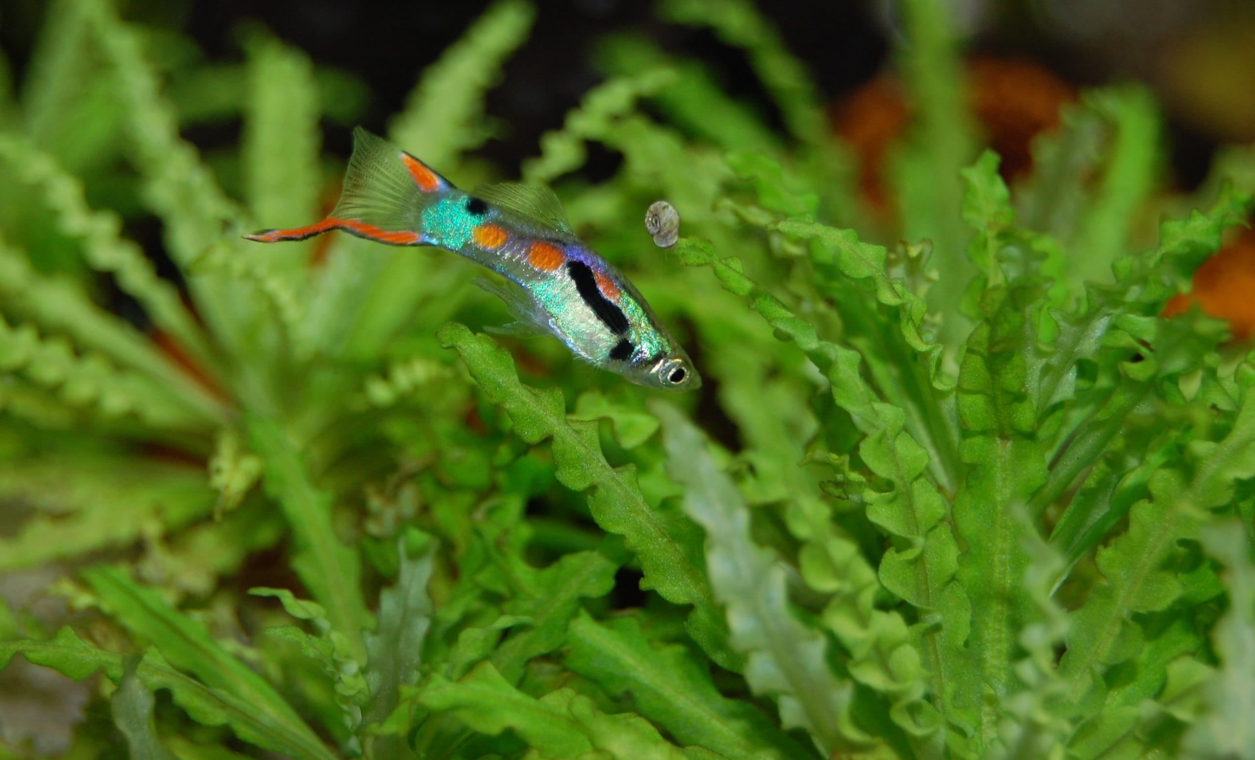 leaf, 2K, guppy, plant part, animal, green color, water creature, underwater world, water, nature, animal themes, invertebrate, fish, marine, close, beauty in nature, HD Wallpaper