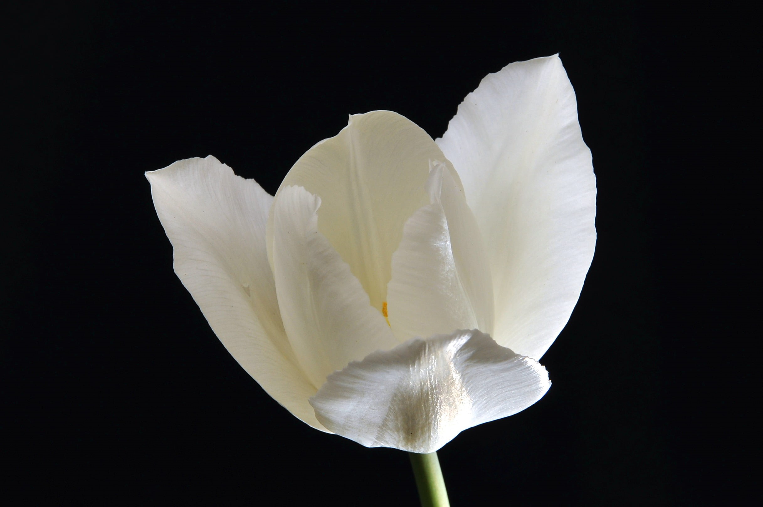 close up photography, freshness, flower, black Background, single Flower, white, close, beauty In Nature, nature, macro, 1080P, petal, close-up, White Tulip, HD Wallpaper
