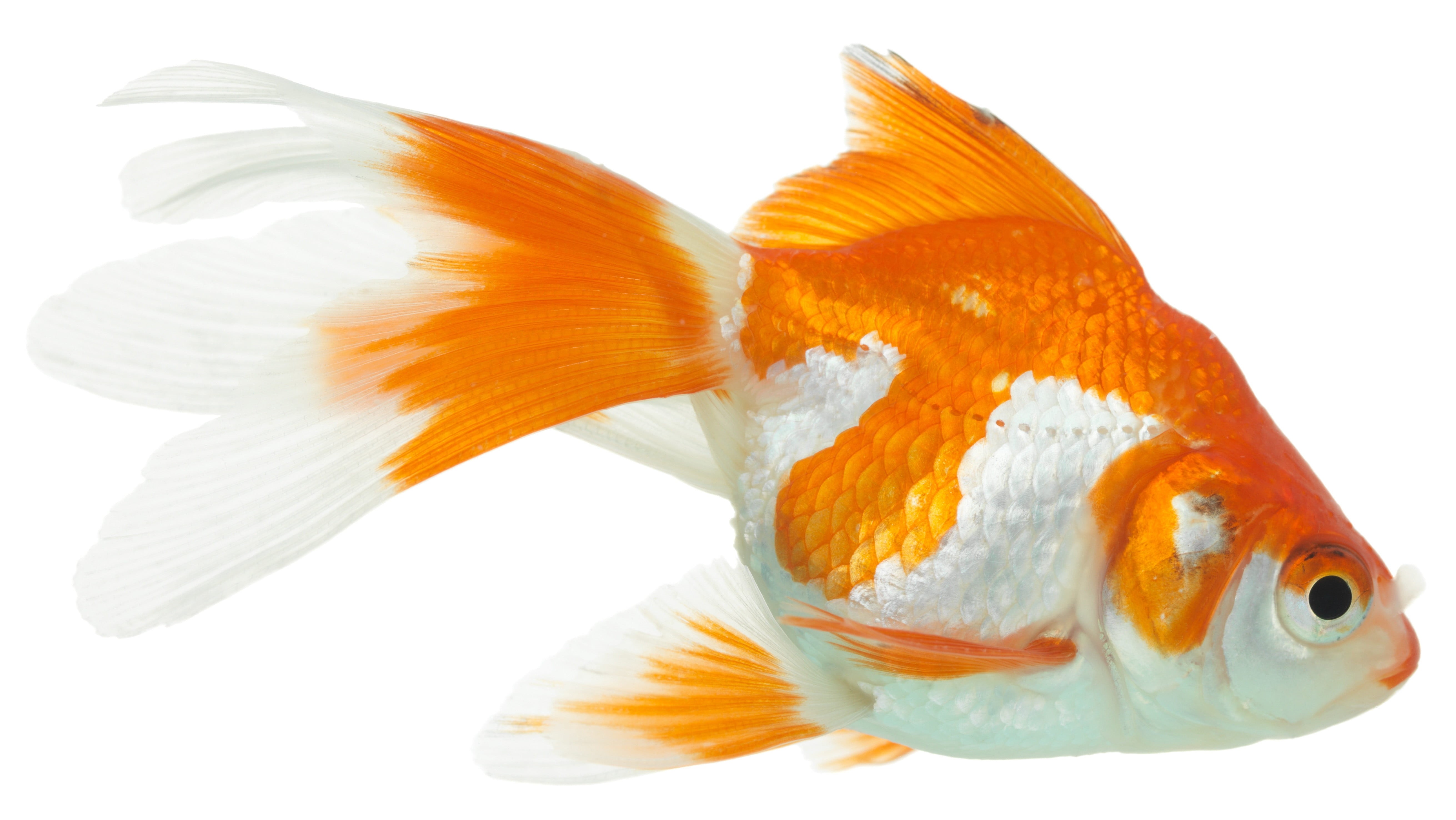 animal, food, isolated On White, mouth open, animals in the wild, swimming, close-up, fish, marine, animal Themes, fish Tank, yellow, orange, animal body part, HD Wallpaper