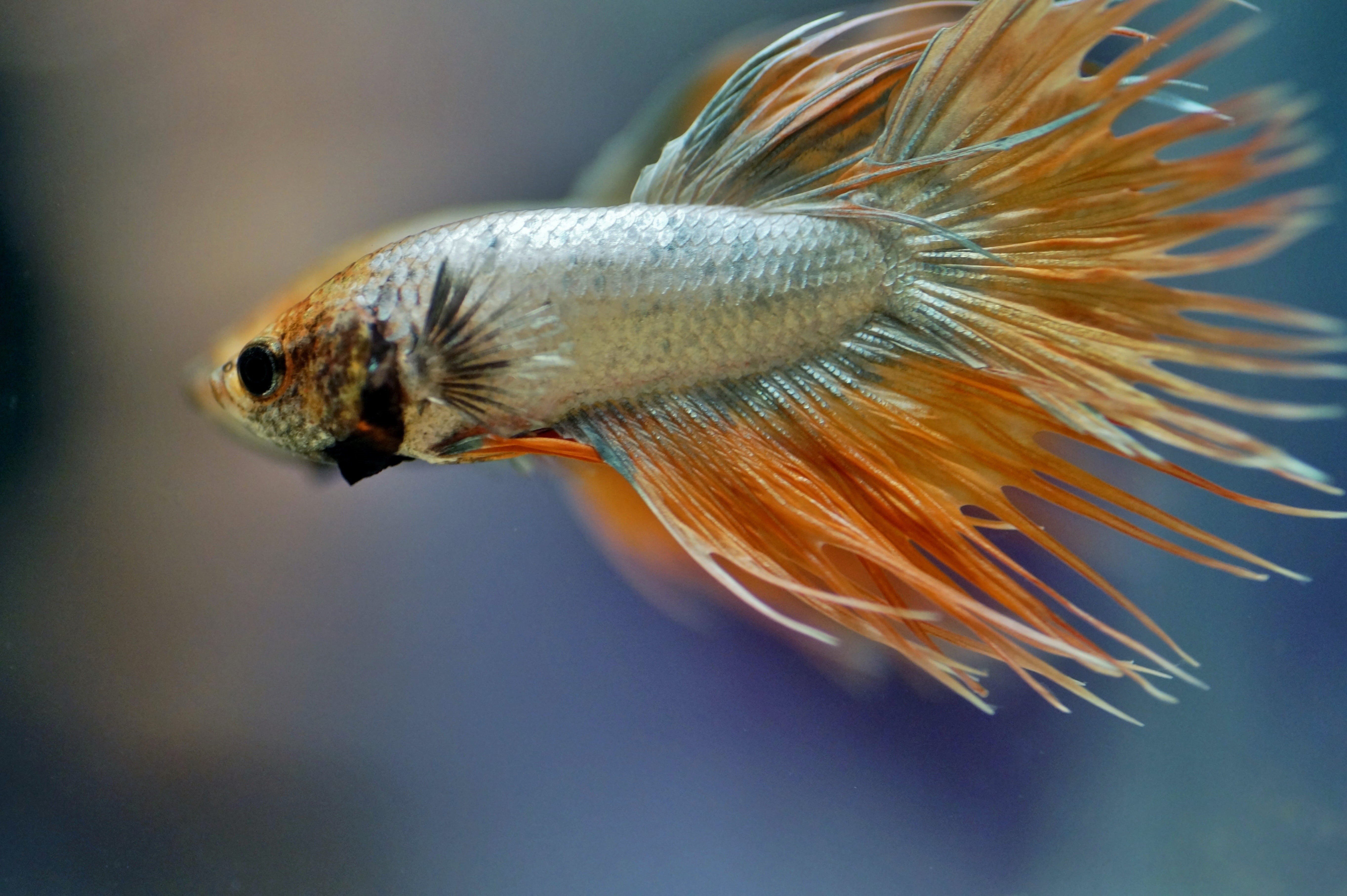 asian, vulnerability, fish, tropical, freshwater, focus on foreground, selective focus, aggressive, no people, flower, exotic, transparent, one animal, HD Wallpaper