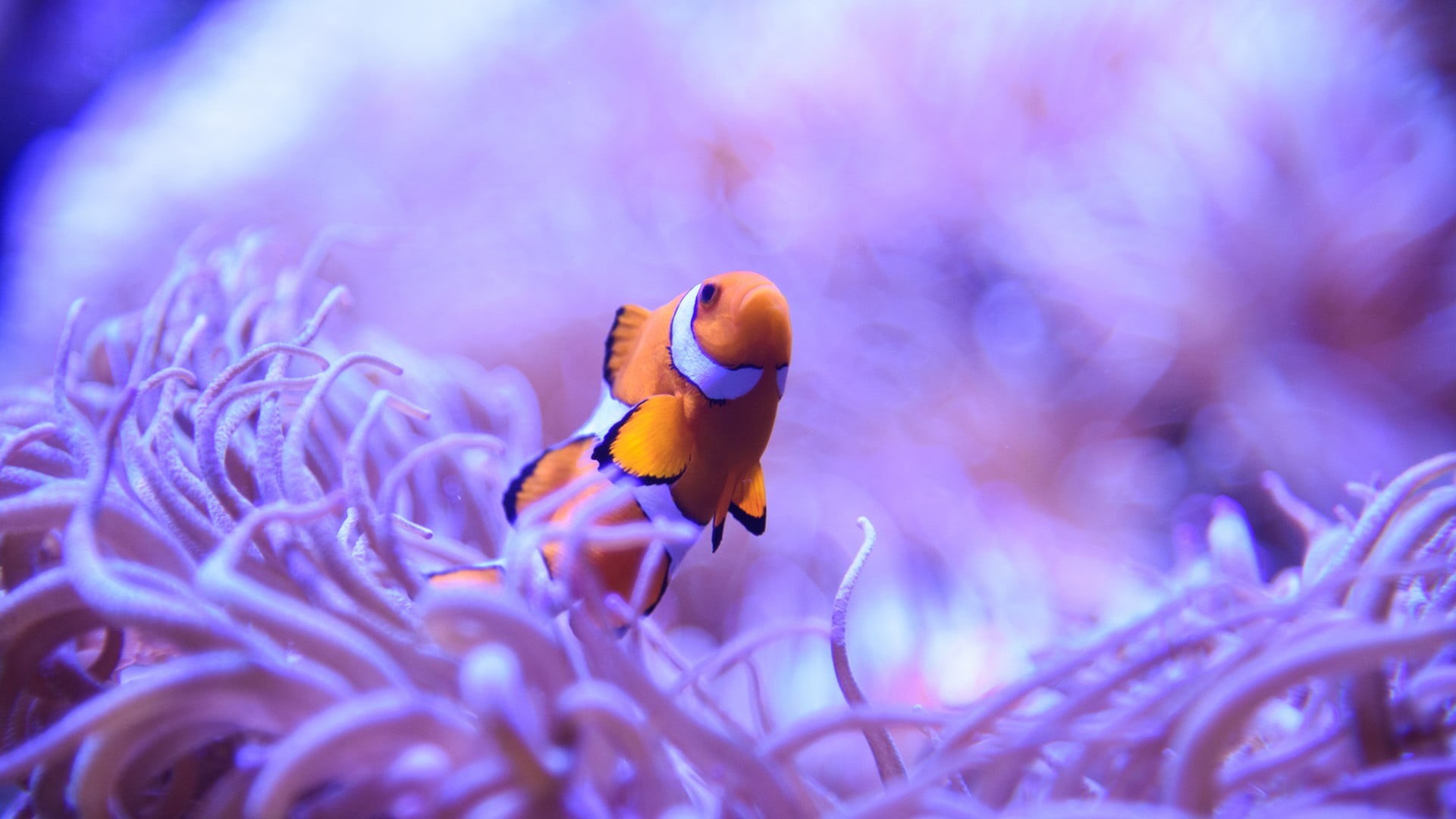 animal themes, clownfish, white, animal, underwater, one animal, sea, macro, invertebrate, animals, 1080P, beauty in nature, purple, flower, orange, nature, HD Wallpaper