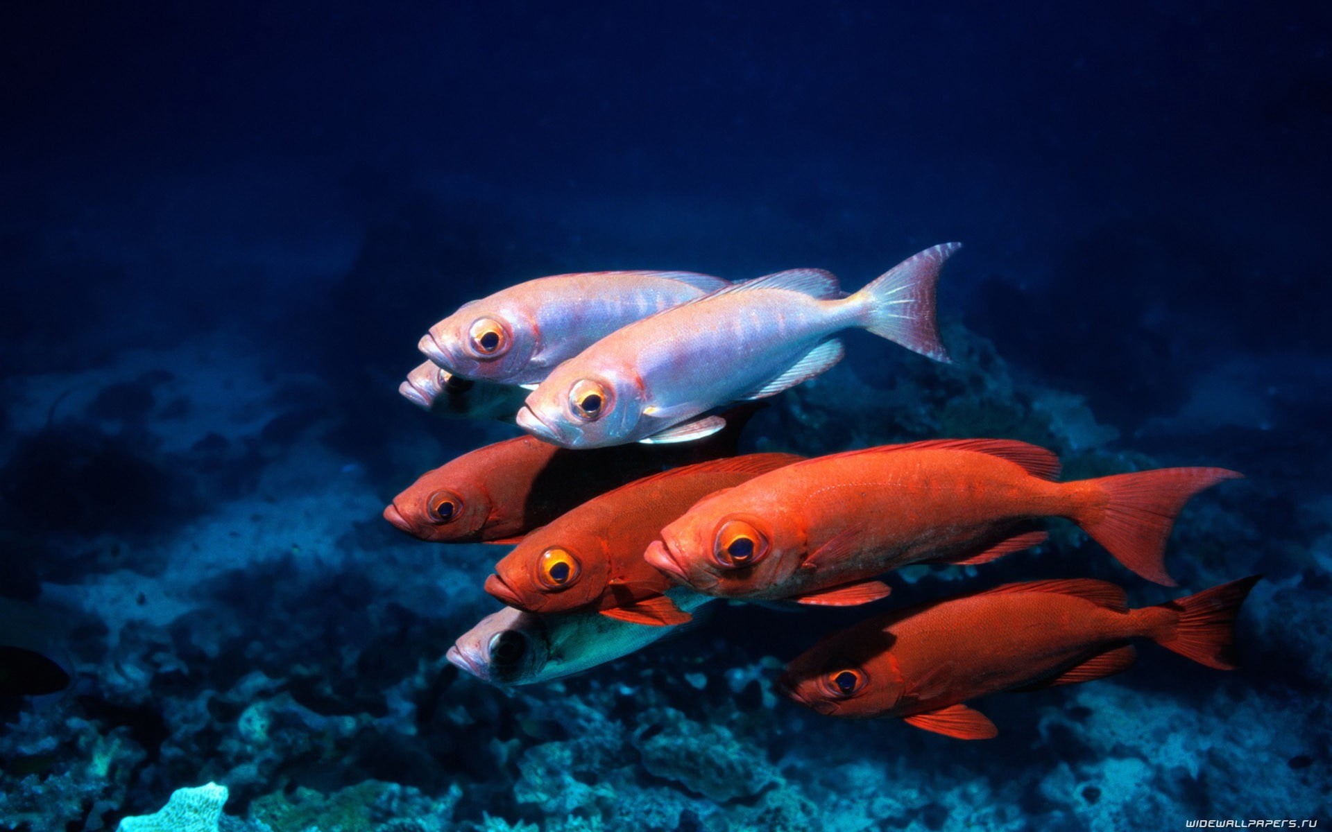 sea life, animals in the wild, animal, four, underwater, large group of animals, nature, animal wildlife, fish, white, undersea, 1080P, three, red, marine, HD Wallpaper