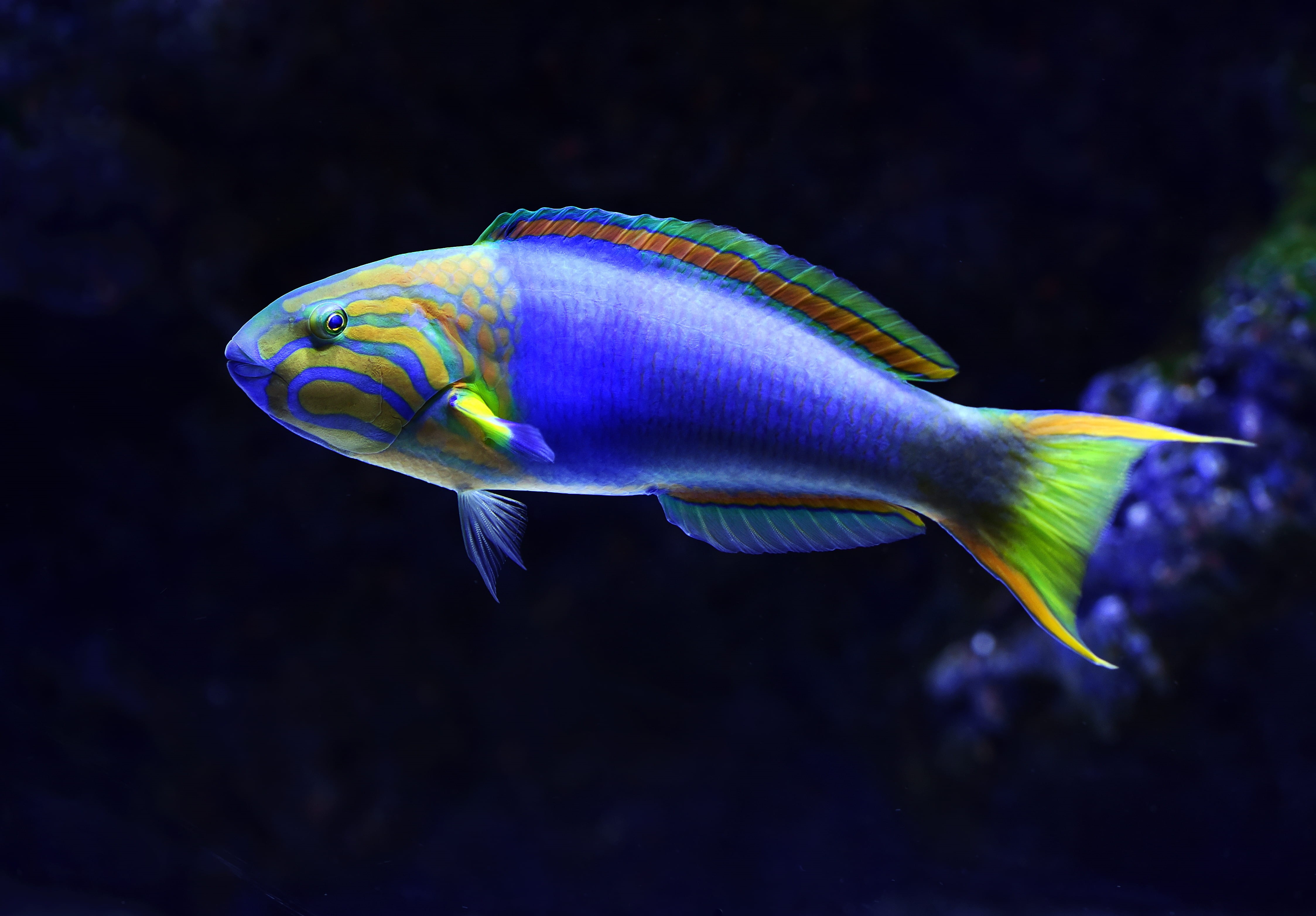 one animal, close-up, vertebrate, purple, aquarium, saltwater fish, swimming, shallow, photo, undersea, yellow, marine, 4K, black background, animals in the wild, HD Wallpaper