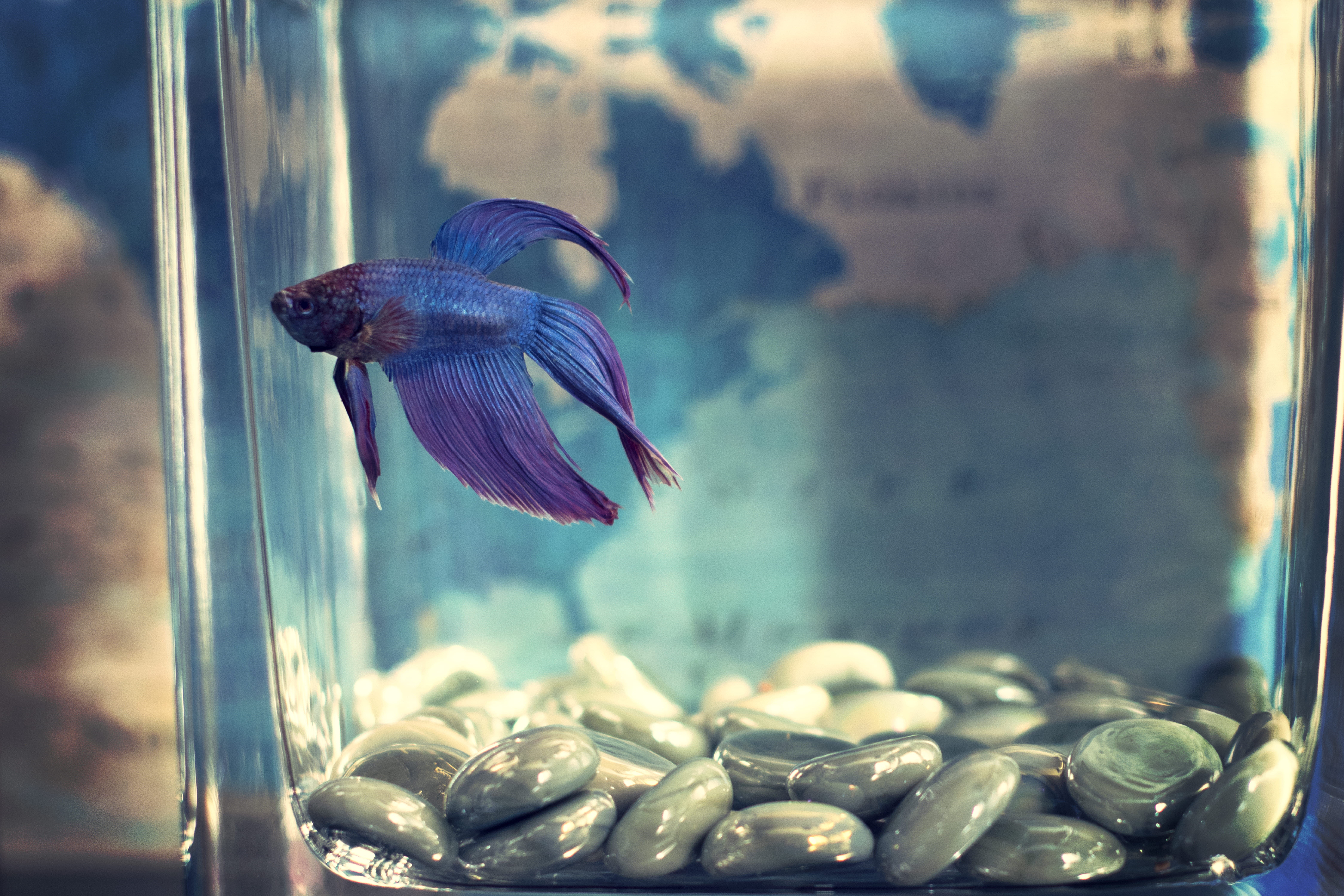 pebbles, animals in the wild, selective, betta fish, world map, focis, water, purple, betta, 8K, marine, pet, close-up, animal wildlife, photo, sea life, HD Wallpaper