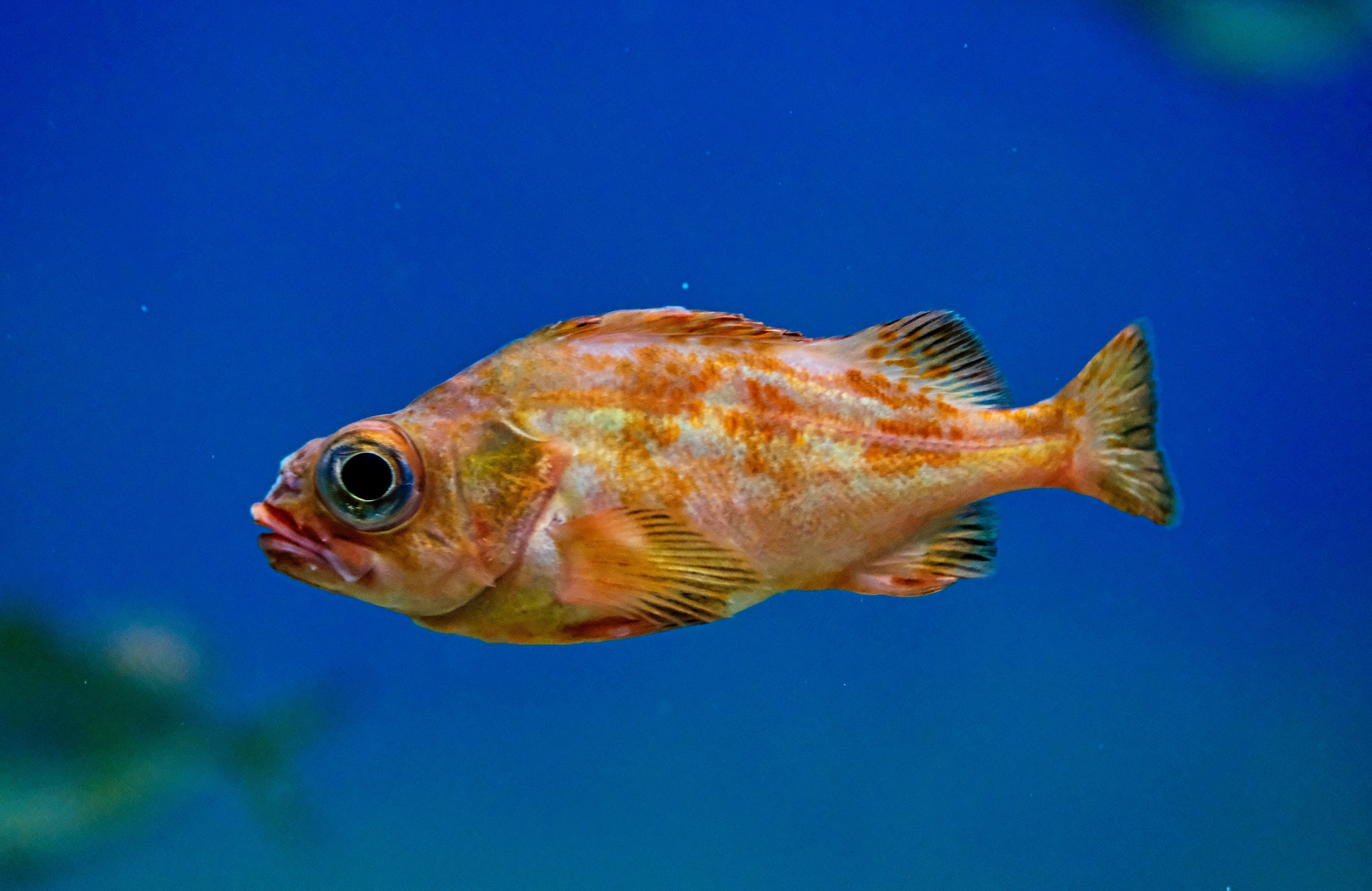 nature, algae, photography, vertebrate, plant, aquatic, amphiprion, carp, cod, full length, perch, marine, rock beauty, halibut, puffer, fish, orange, blue, HD Wallpaper