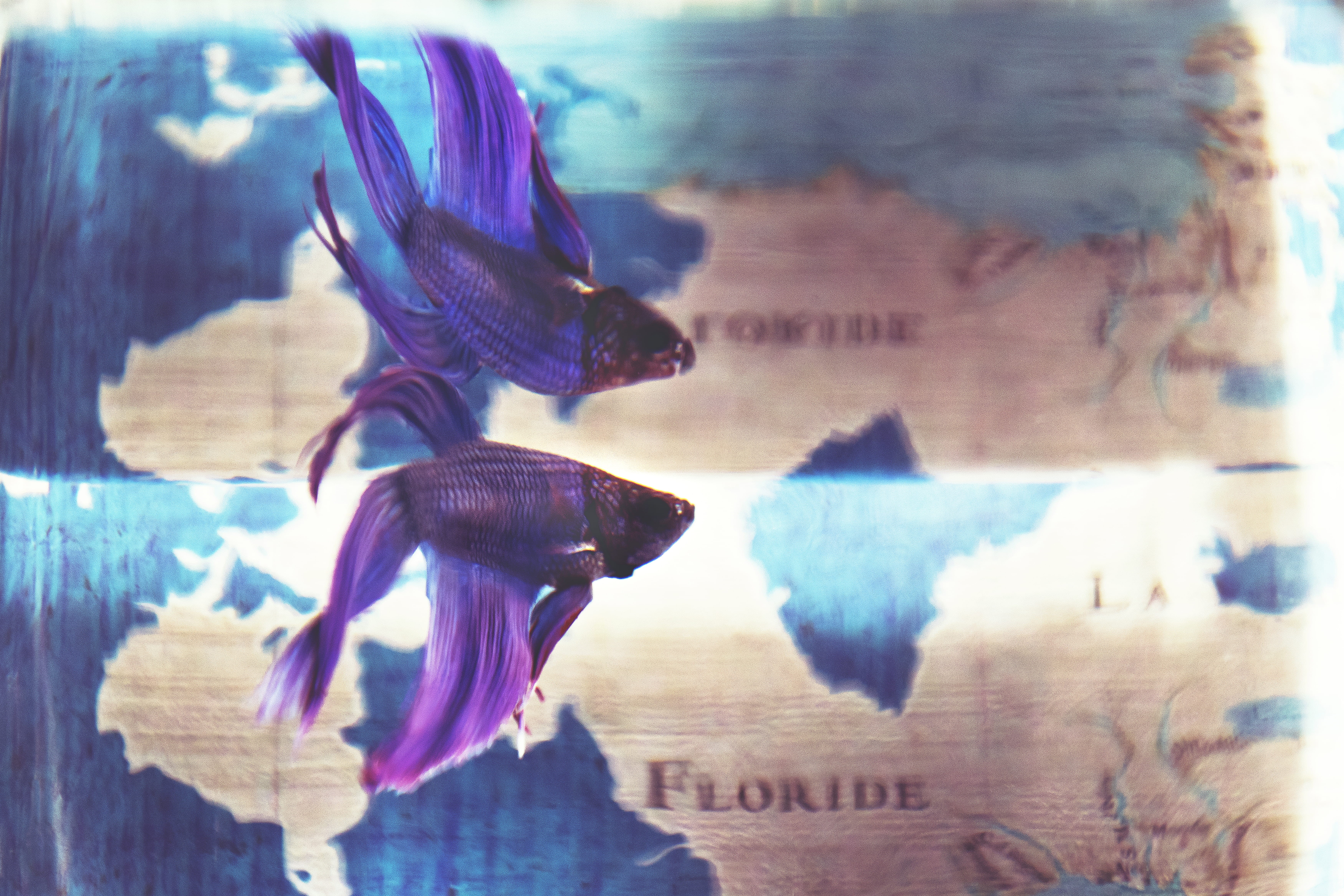 underwater, nature, vertebrate, aggression, glass - material, water, blue, architecture, 5K, close, photo, animal, no people, betta, fish, close-up, reflection, HD Wallpaper