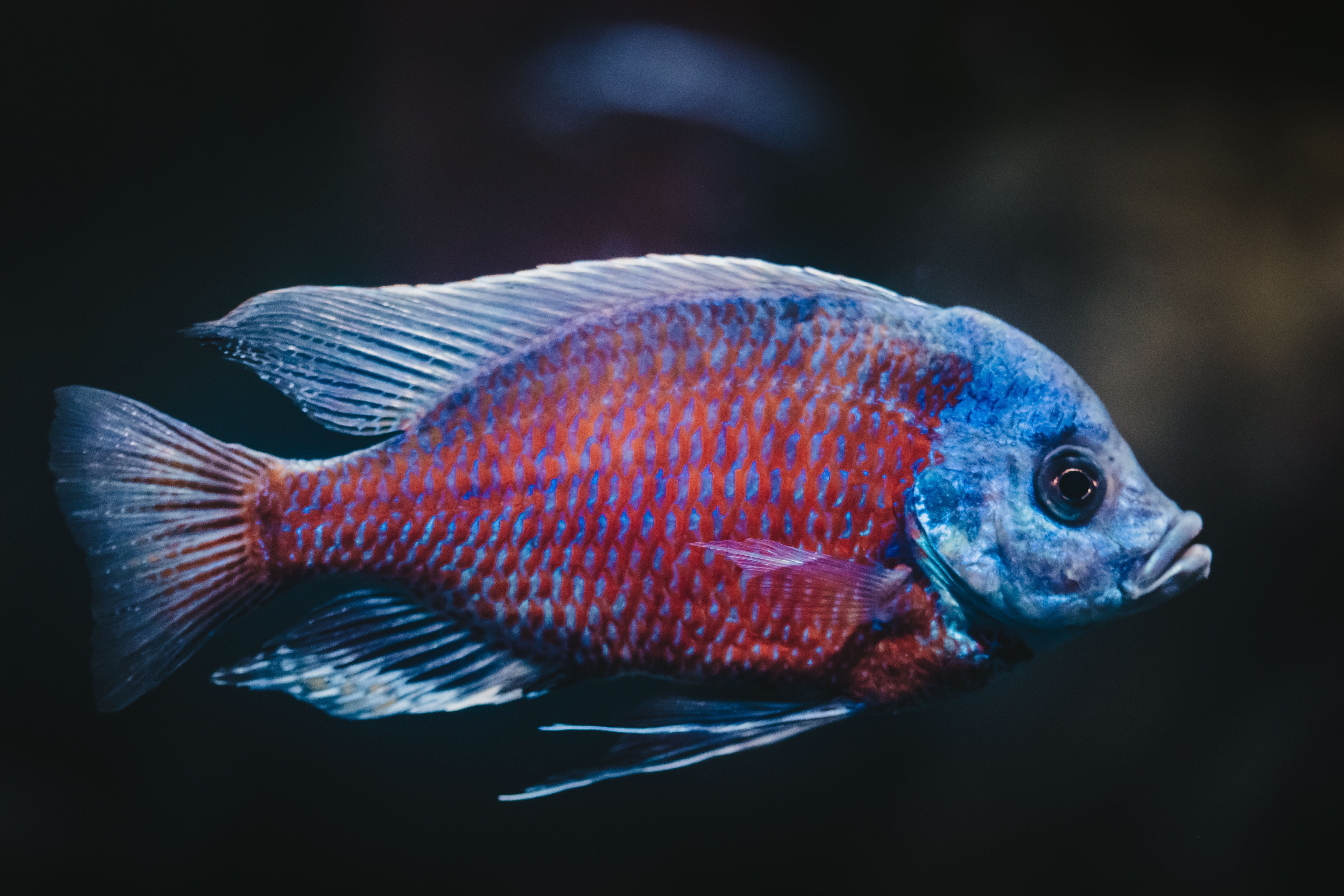underwater, red, tail Fin, fish blue, aquarium, freshwater, fish Tank, sea Life, cichlid, blue and red, color Image, aquatic, wildlife, water, siamese Fighting Fish, HD Wallpaper