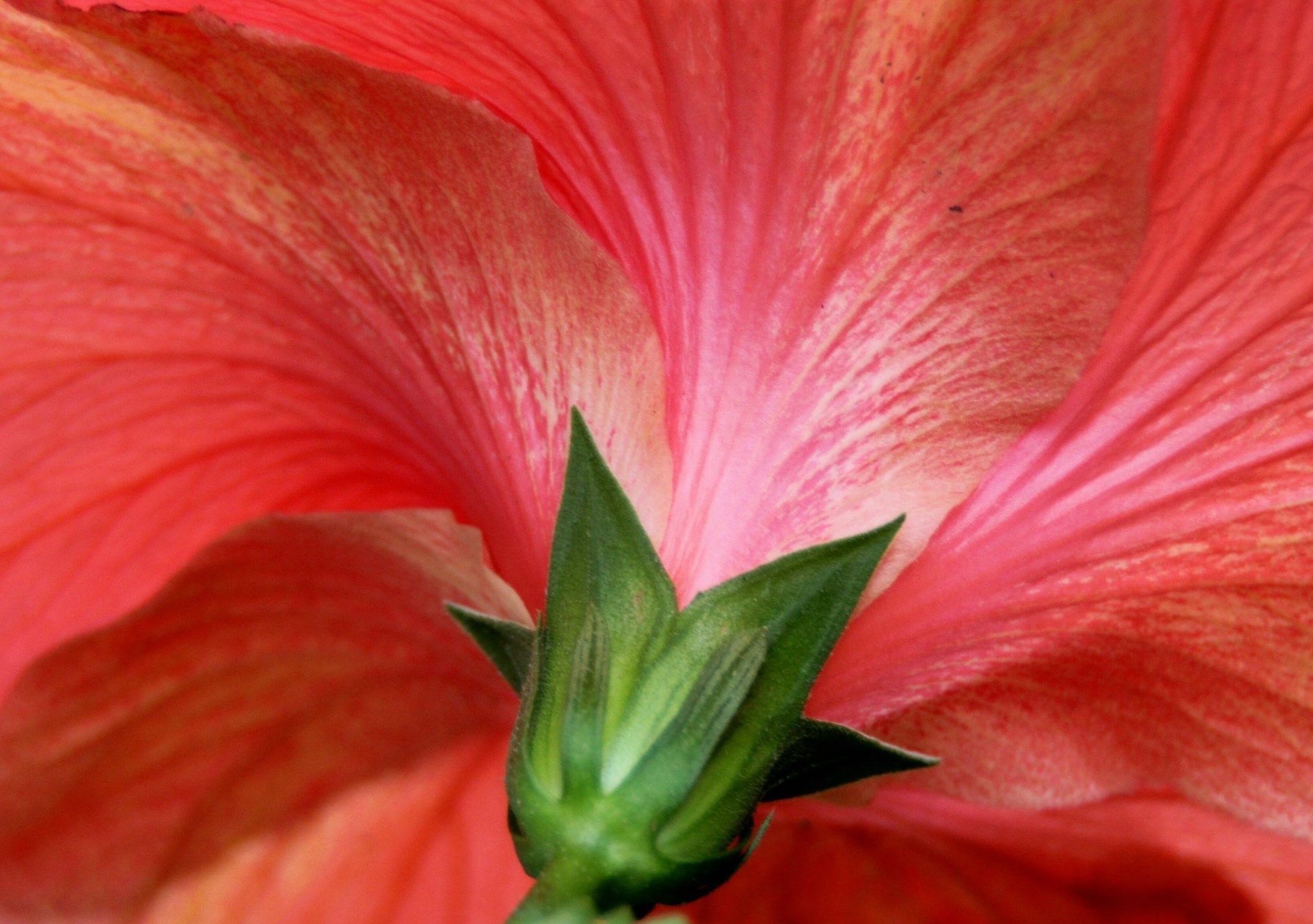 close-up, close, single Flower, nature, plant, close up, NGC, petaled, petal, gear, 1080P, flower Head, photo, red, flower, macro, me, HD Wallpaper