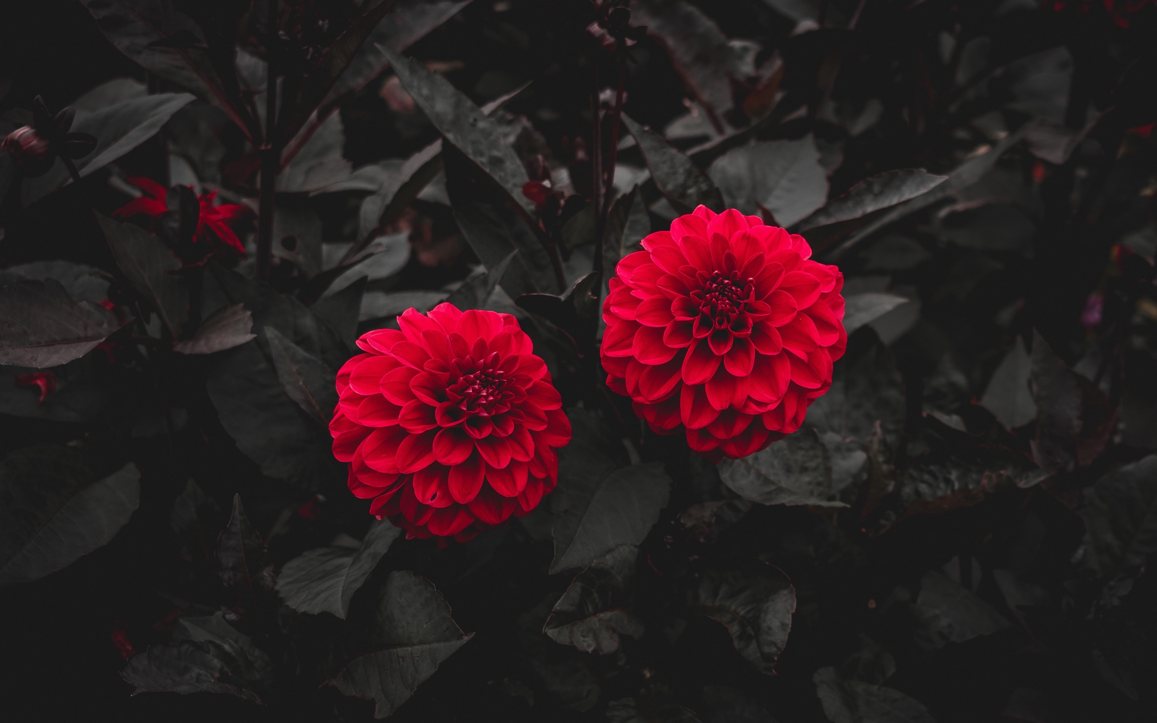 plants, dahlias, selective coloring, red, 4K, flowers, nature, dark, HD Wallpaper