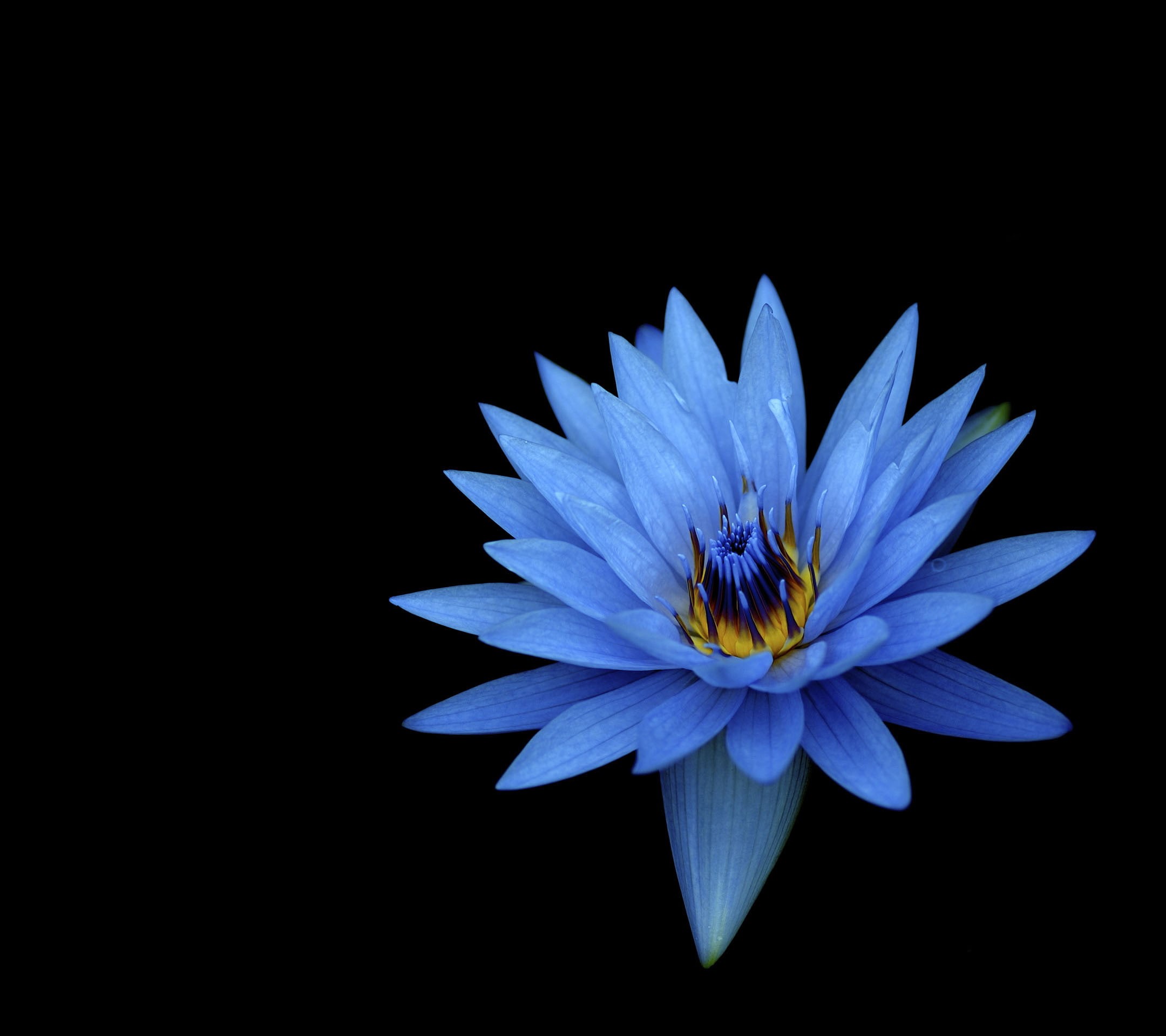 Dahlia flowers, Blue flowers, Dark background, 1080P, HD Wallpaper