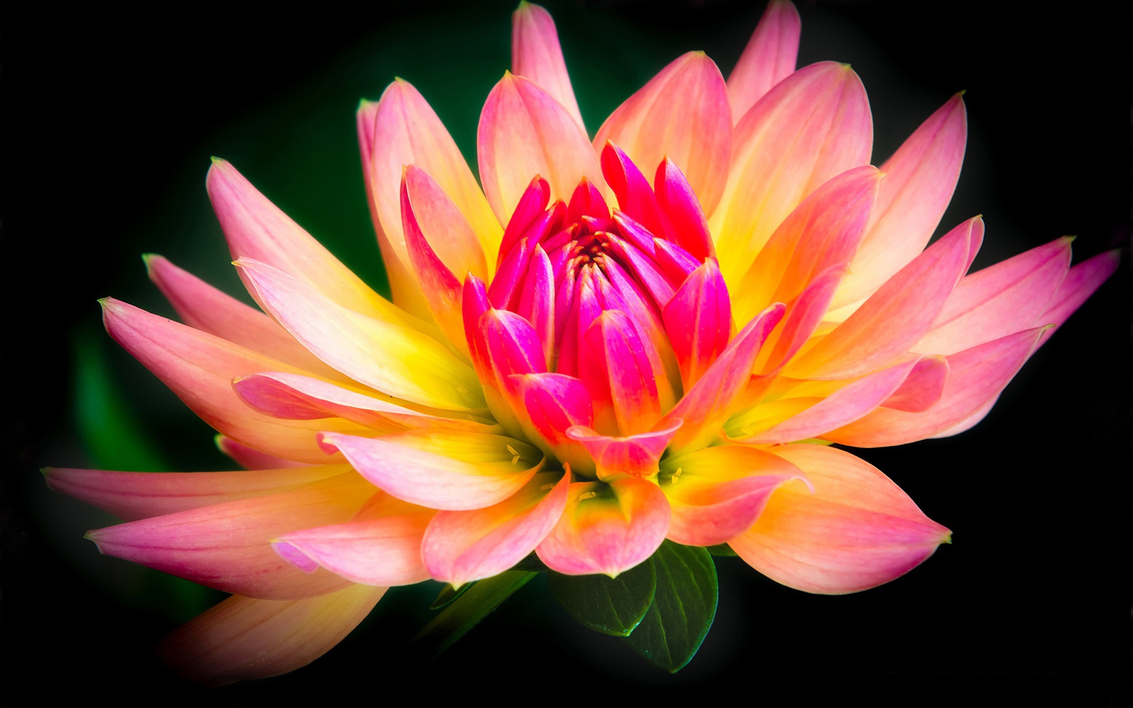 fragility, freshness, laptop, studio shot, flowering plant, vulnerability, lotus water lily, beauty in nature, photos, nature, growth, flower head, background, HD Wallpaper