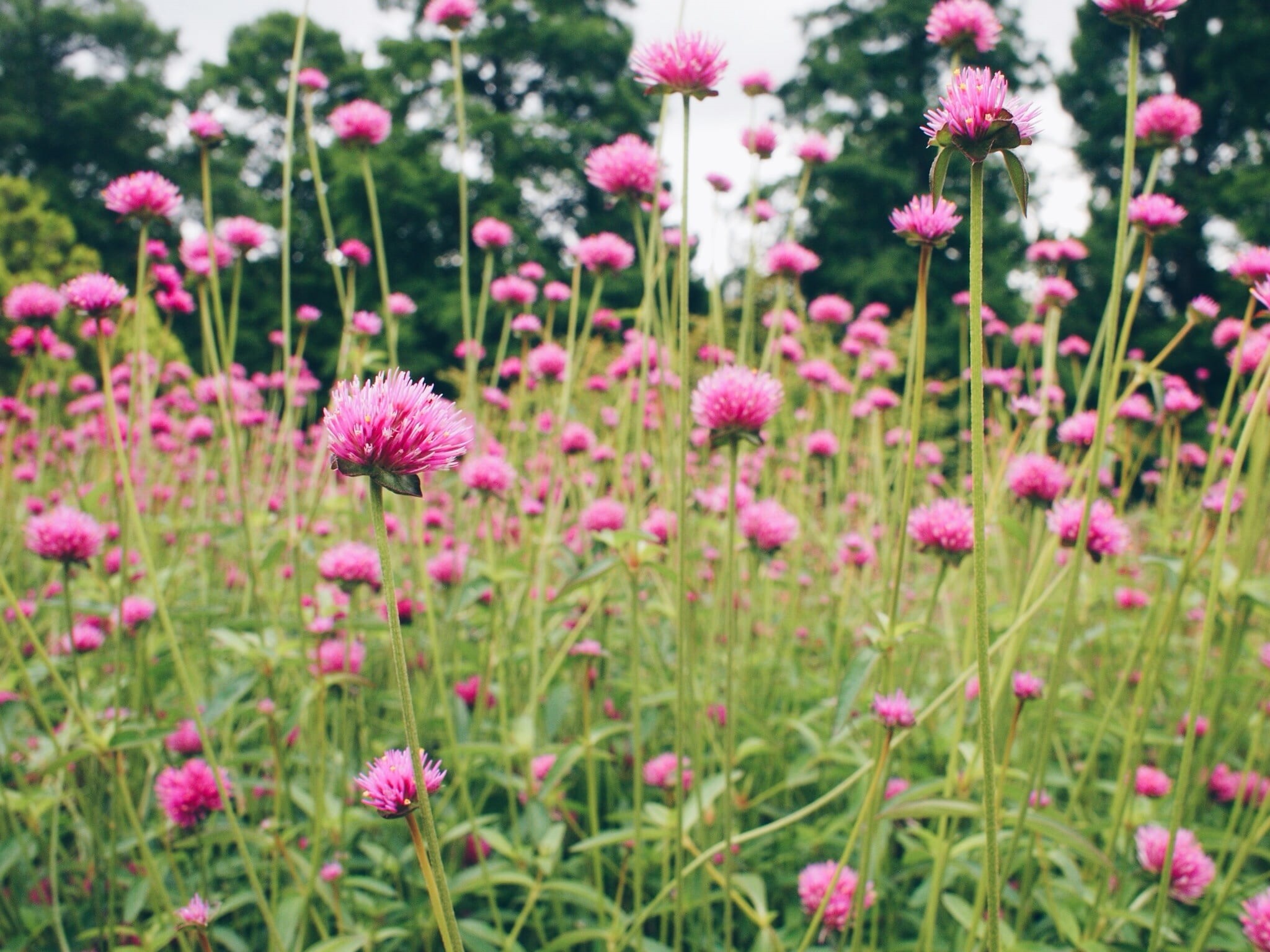 flowerbed, pink color, flowering plant, flower head, beauty in nature, garden, philadelphia, day, outdoors, 1080P, growth, focus on foreground, no people, HD Wallpaper
